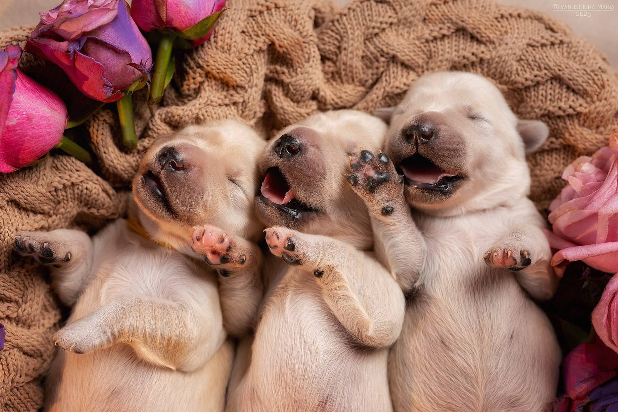 Ньюборн фотосессия щенков. Фотограф собак в Москве и Московской области Иванушкина Мария
