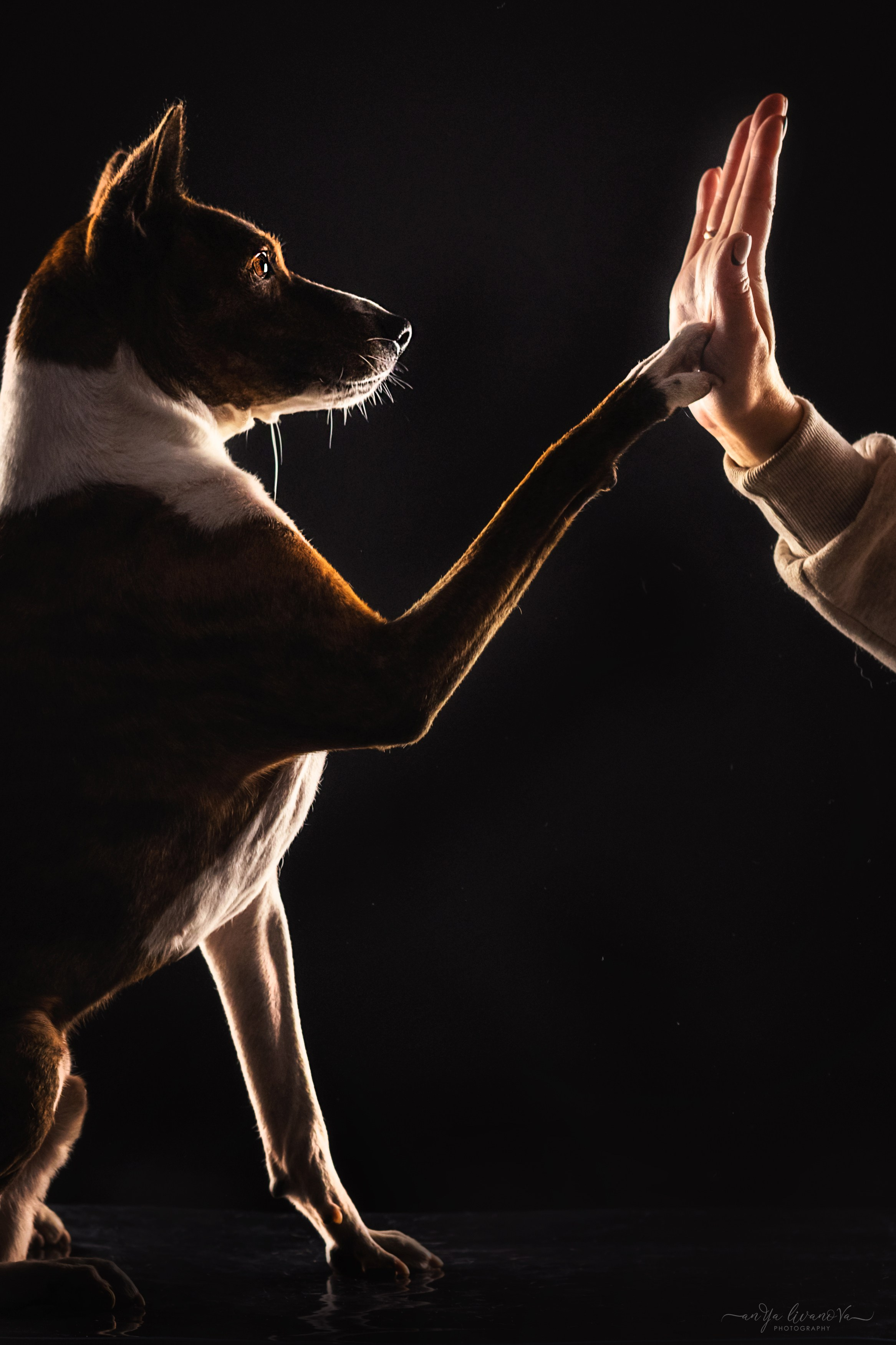 Стёпан. Фотограф анималист Аня Ливанова | Рыбинск