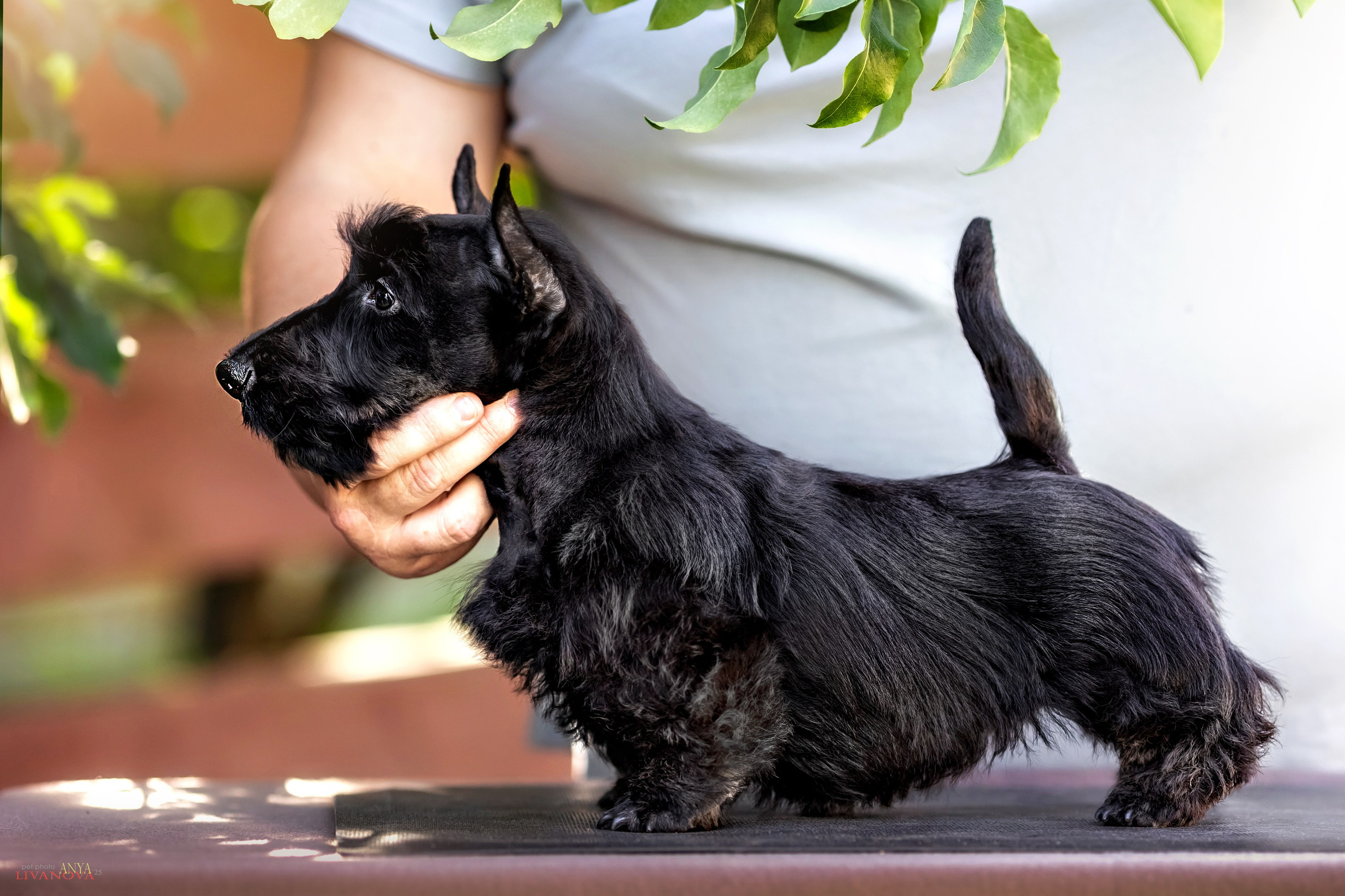Скотчики. Фотограф анималист Аня Ливанова | Рыбинск