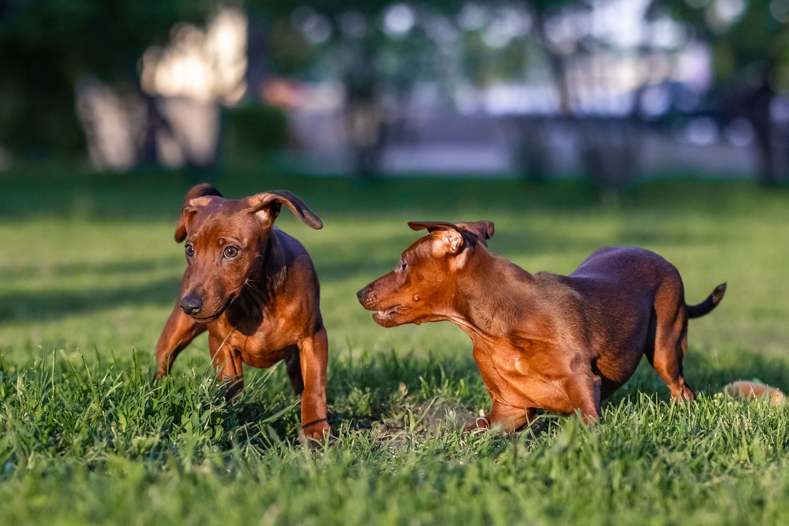 Пинчерята. Фотограф анималист Аня Ливанова | Рыбинск