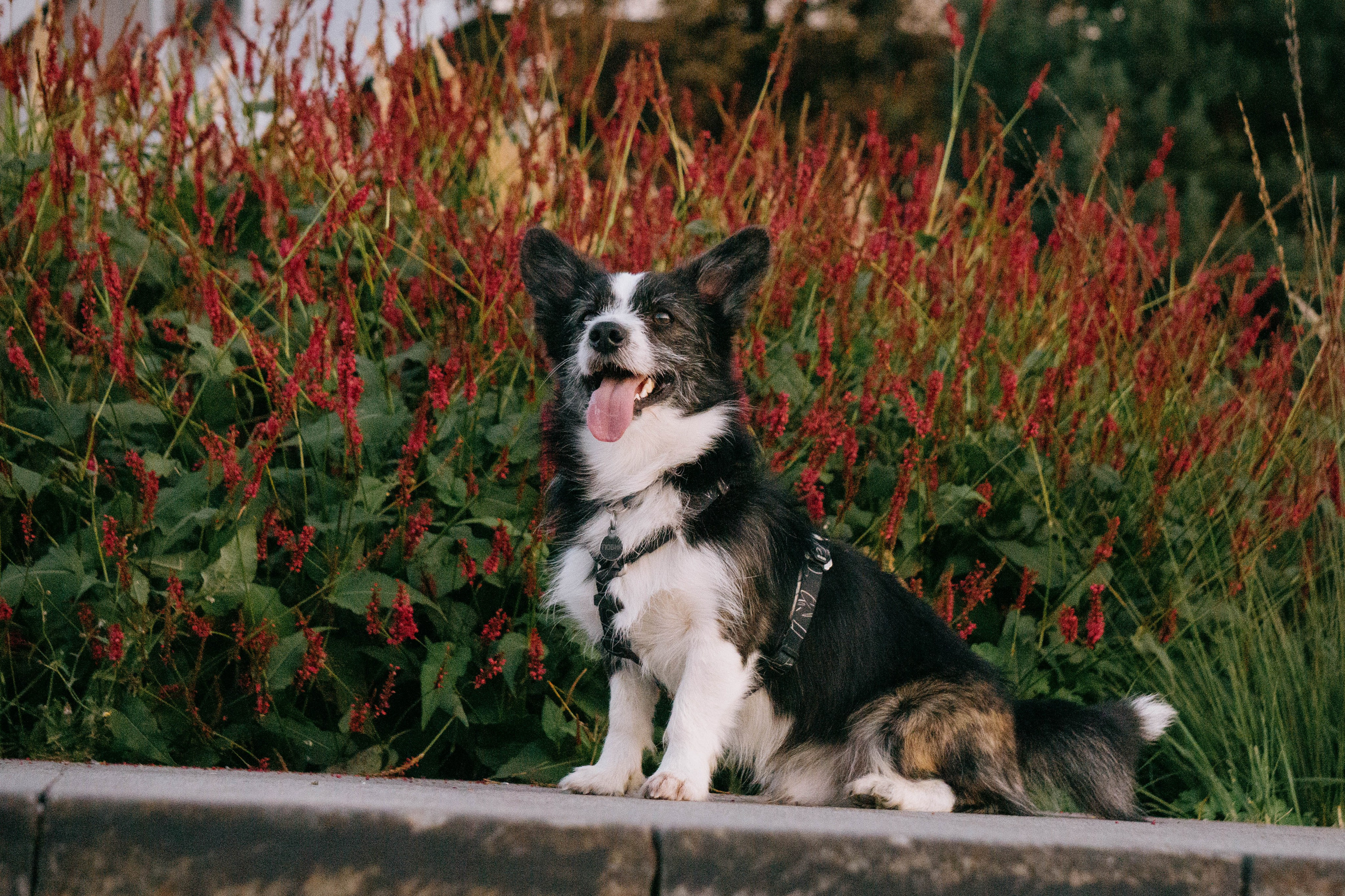 Даша и Тюбик. Фотограф-анималист Ксения Воробьева, Москва