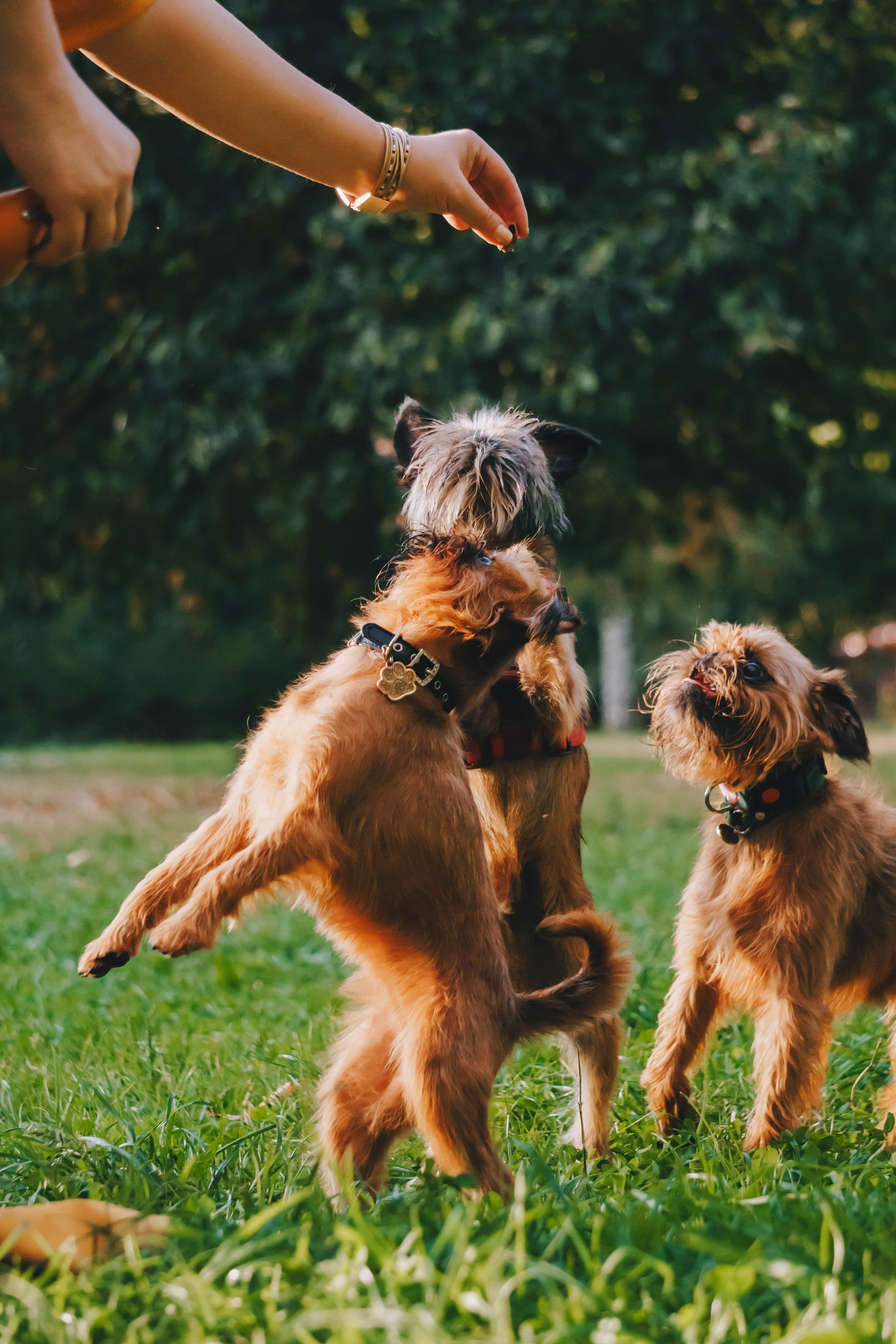 Мини-туса гриффоны и брабансоны. Фотограф-анималист Ксения Воробьева, Москва