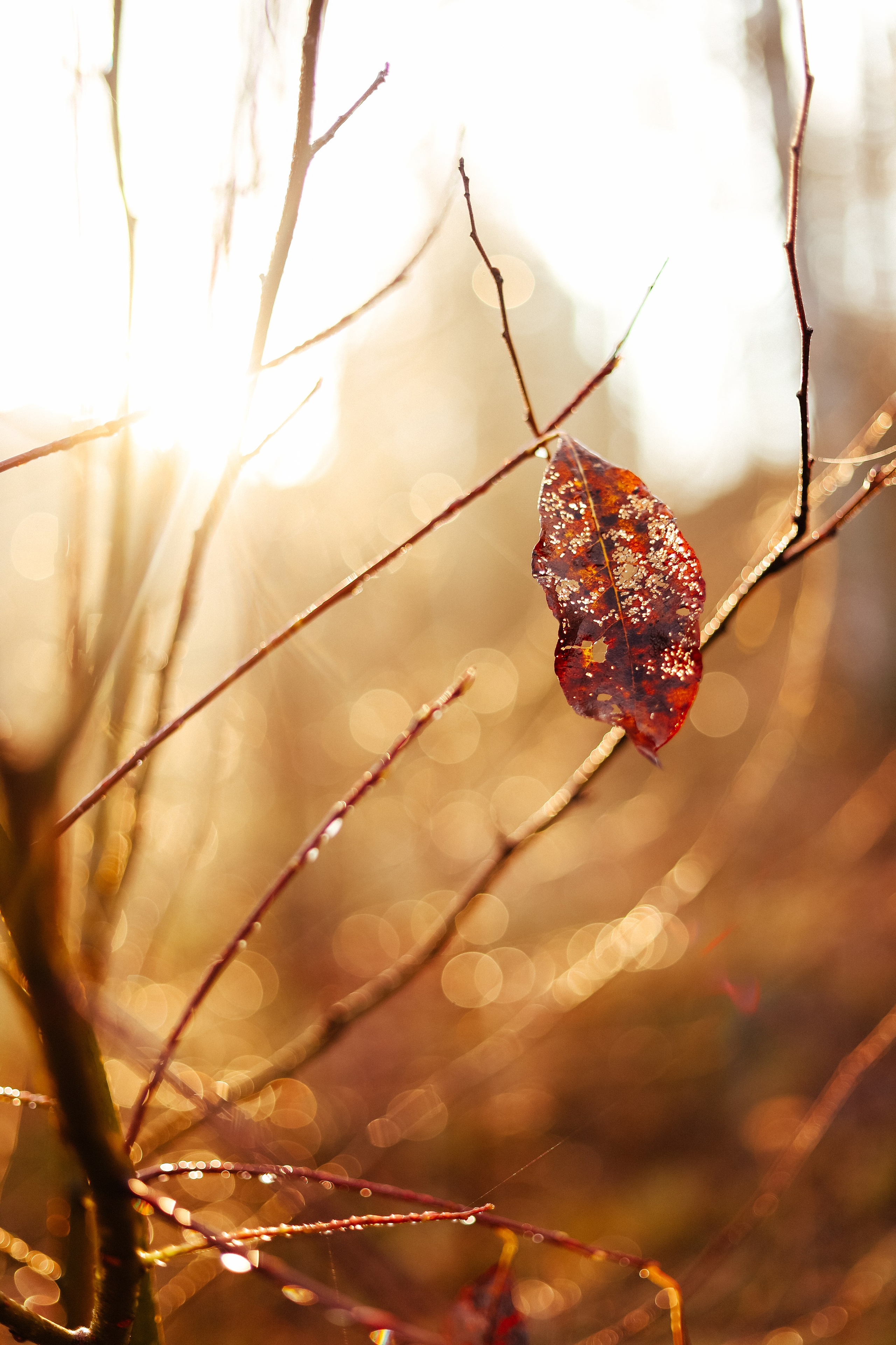 Анастасия, Кирилл и Мел, Мира и Марта. Фотограф Москва и Санкт-Петербург