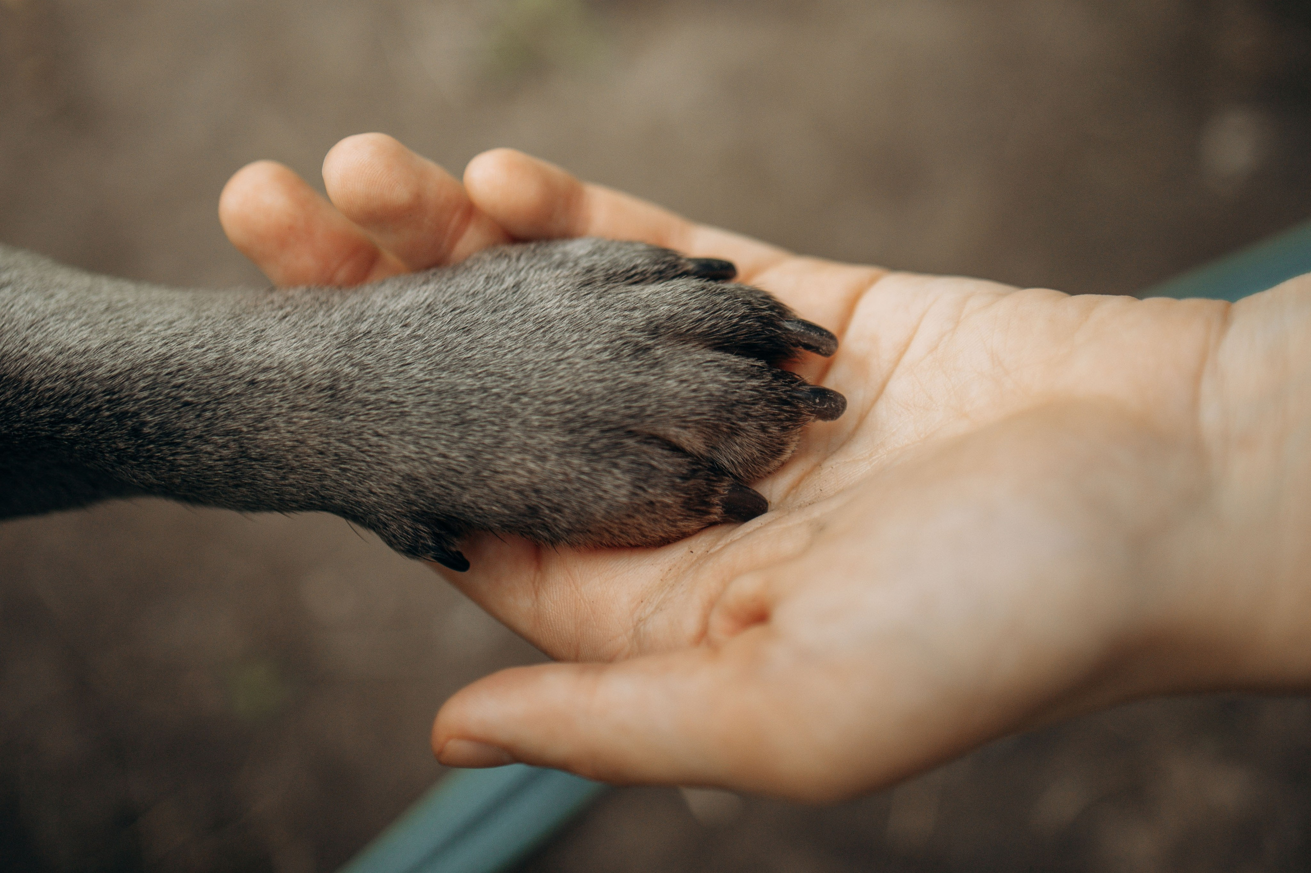 Грей и его семья