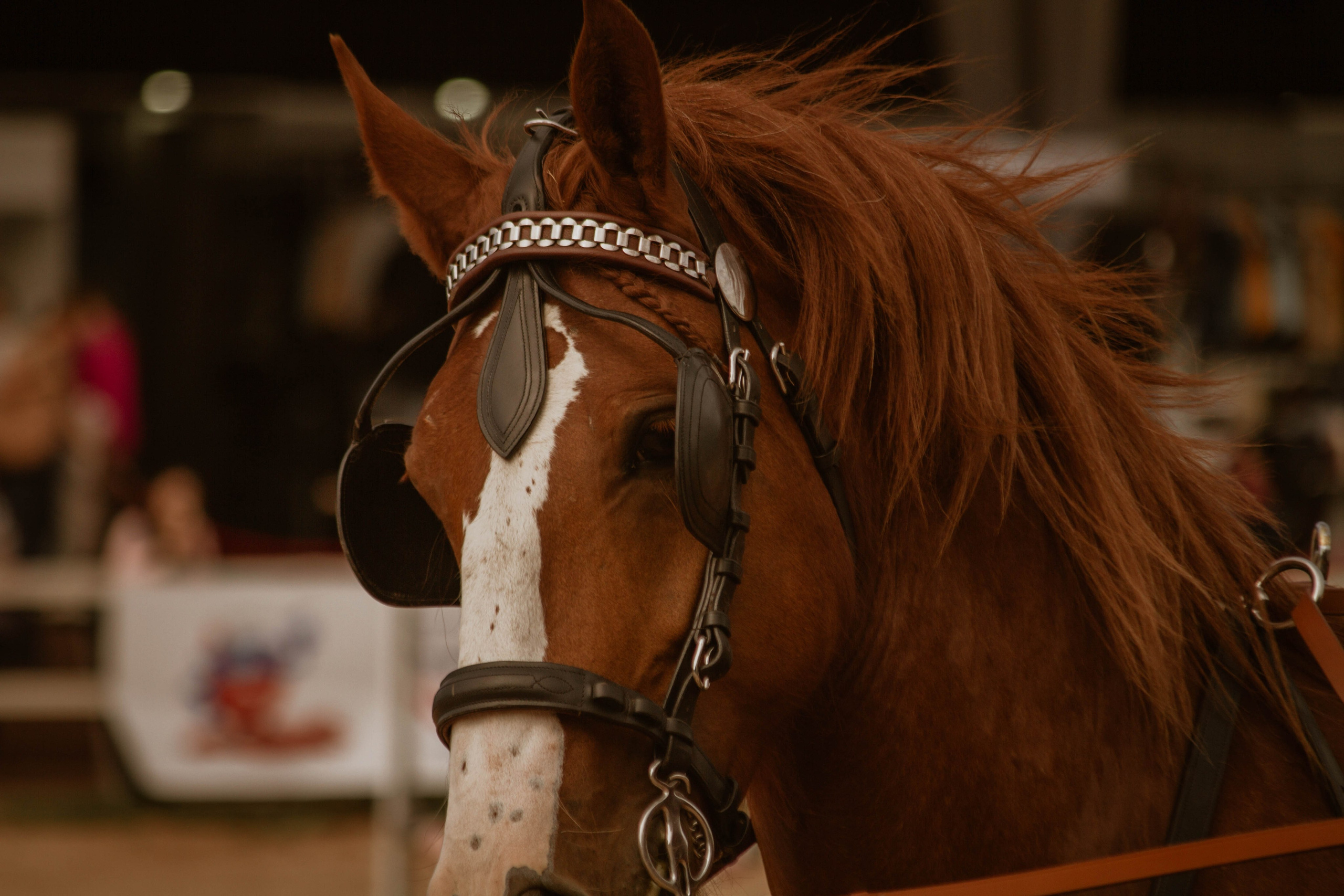 ИППОСФЕРА — Международная конная выставка. Создадим шедевр? Виталина и её фотоискусство