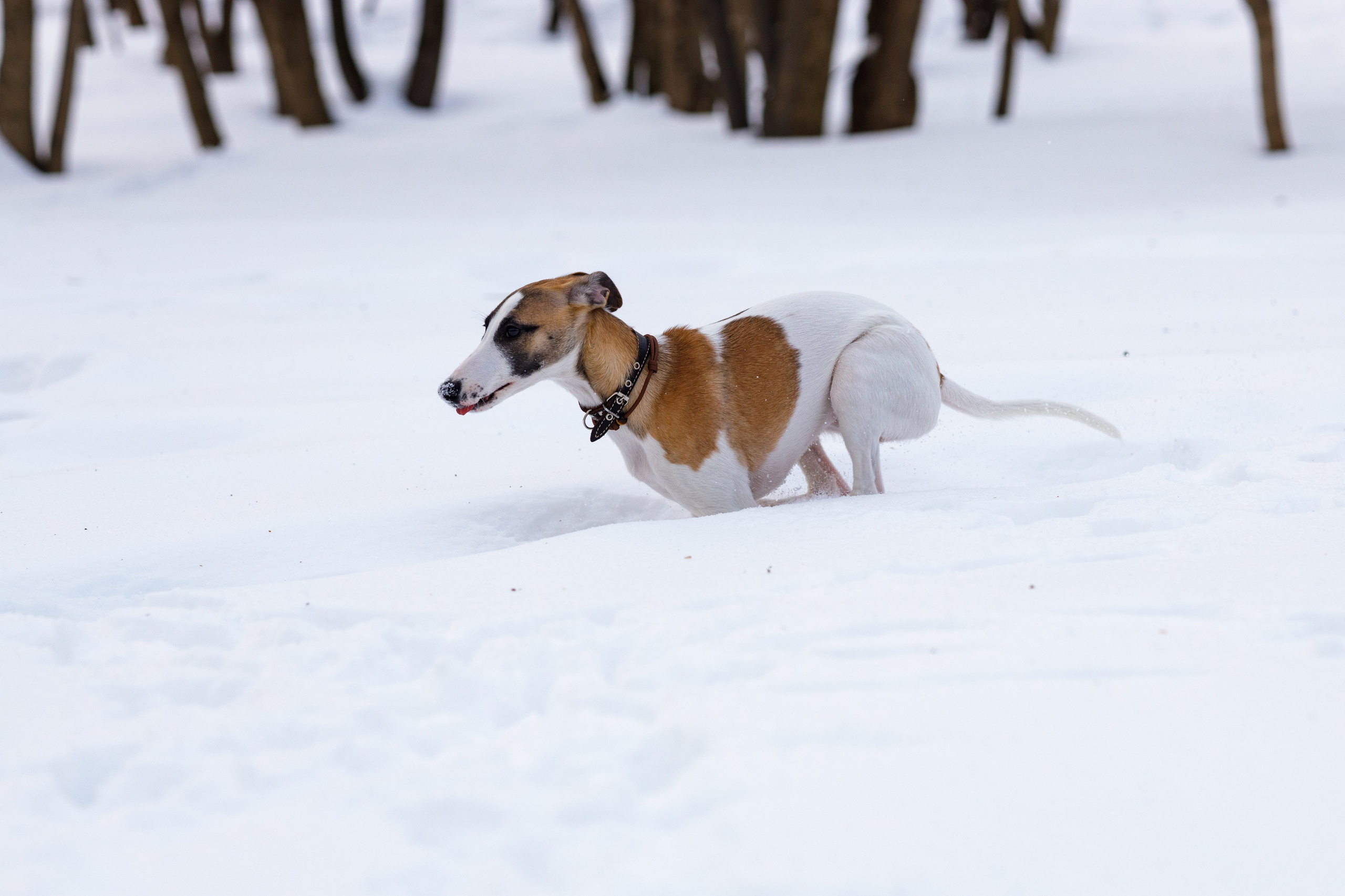 Ланди. Анна Самохина. Фотограф. Москва