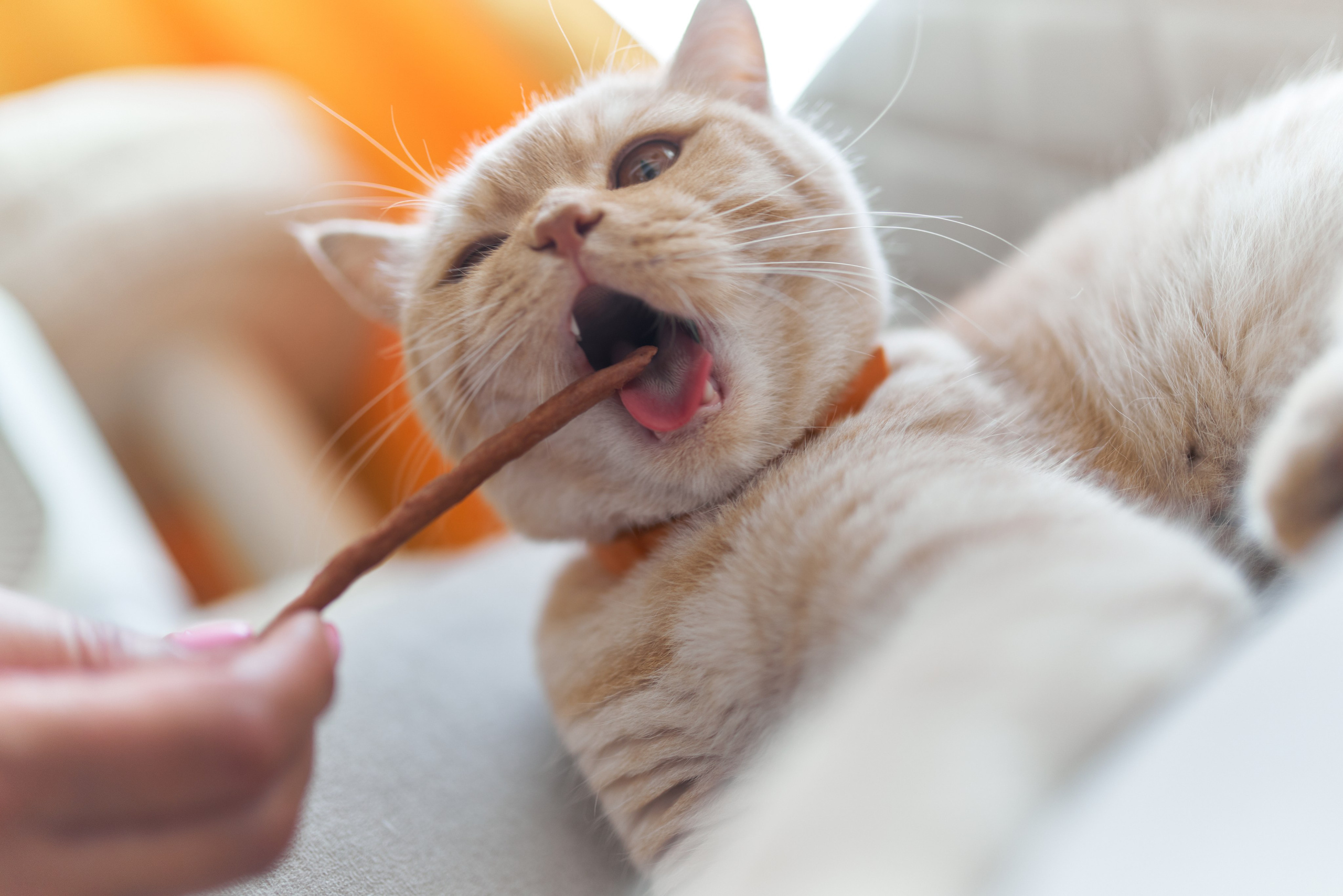 Фотосессия кота. Мужская фотосессия в СПб|Ирина Курманаева