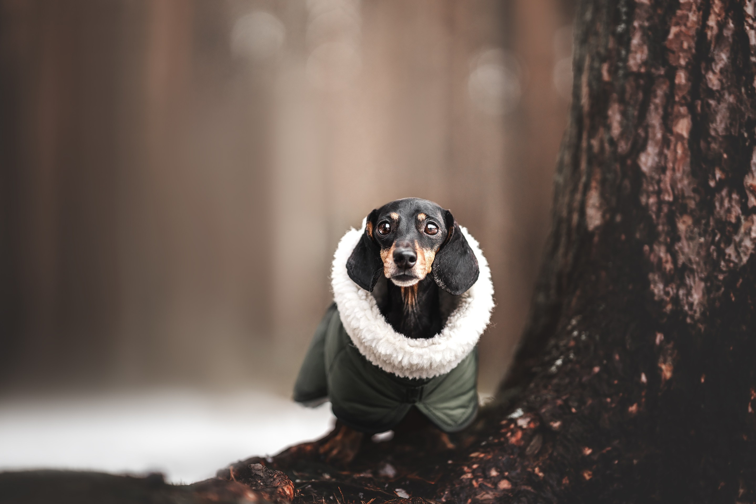 Клякса. Фотограф анималист Осипчикова Мария