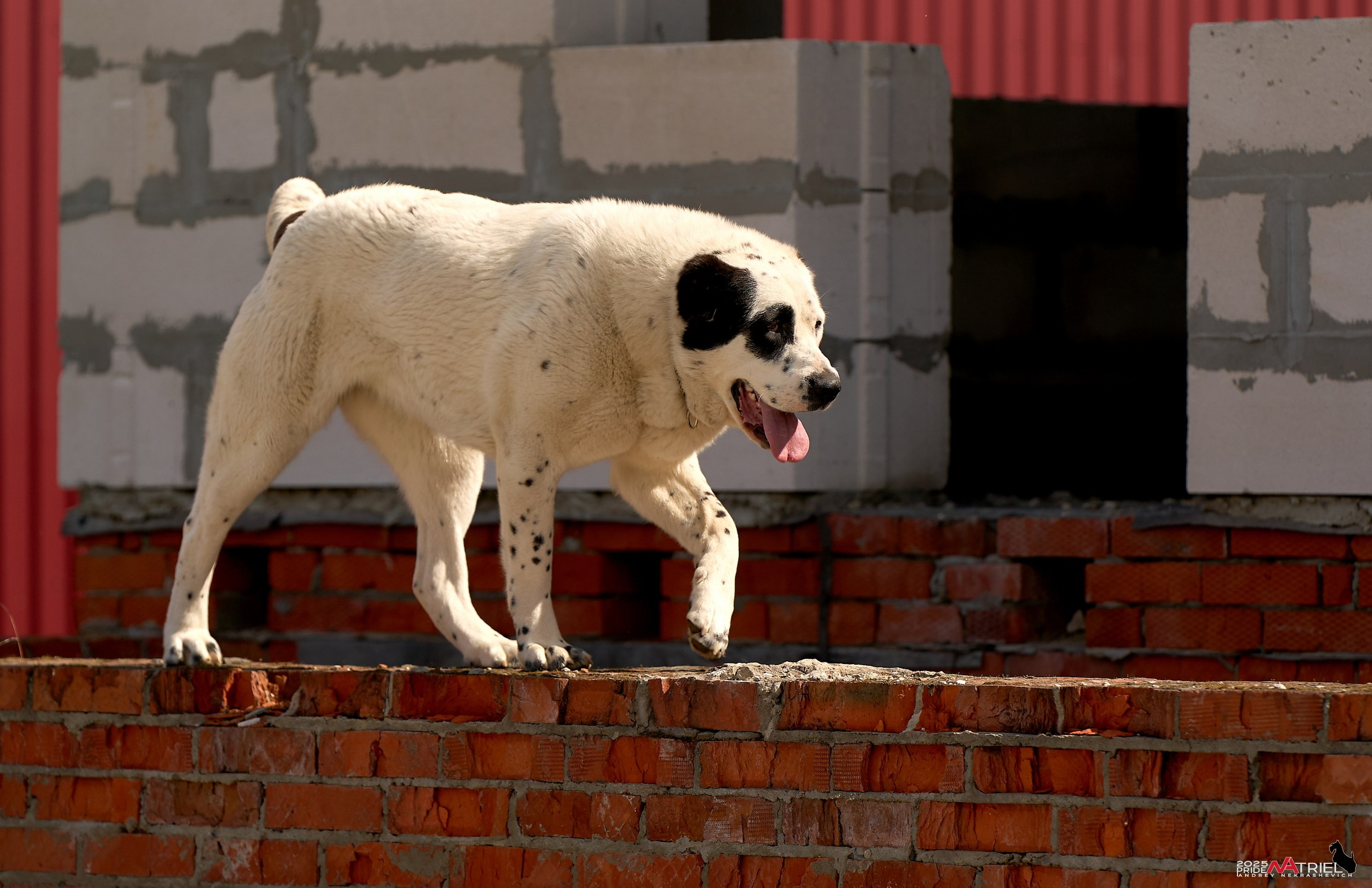 Съемка в питомнике