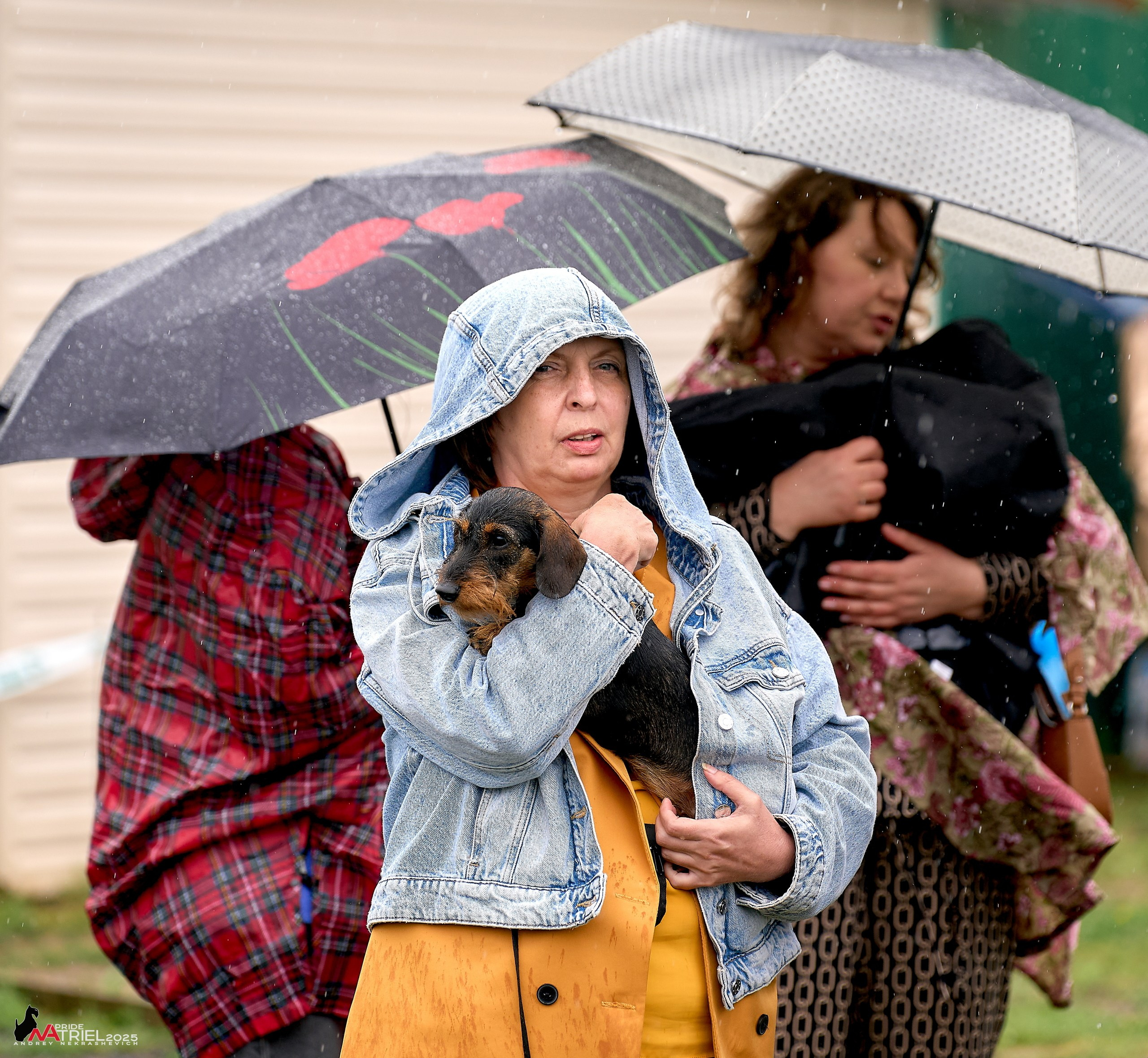 Репортаж с выставки собак