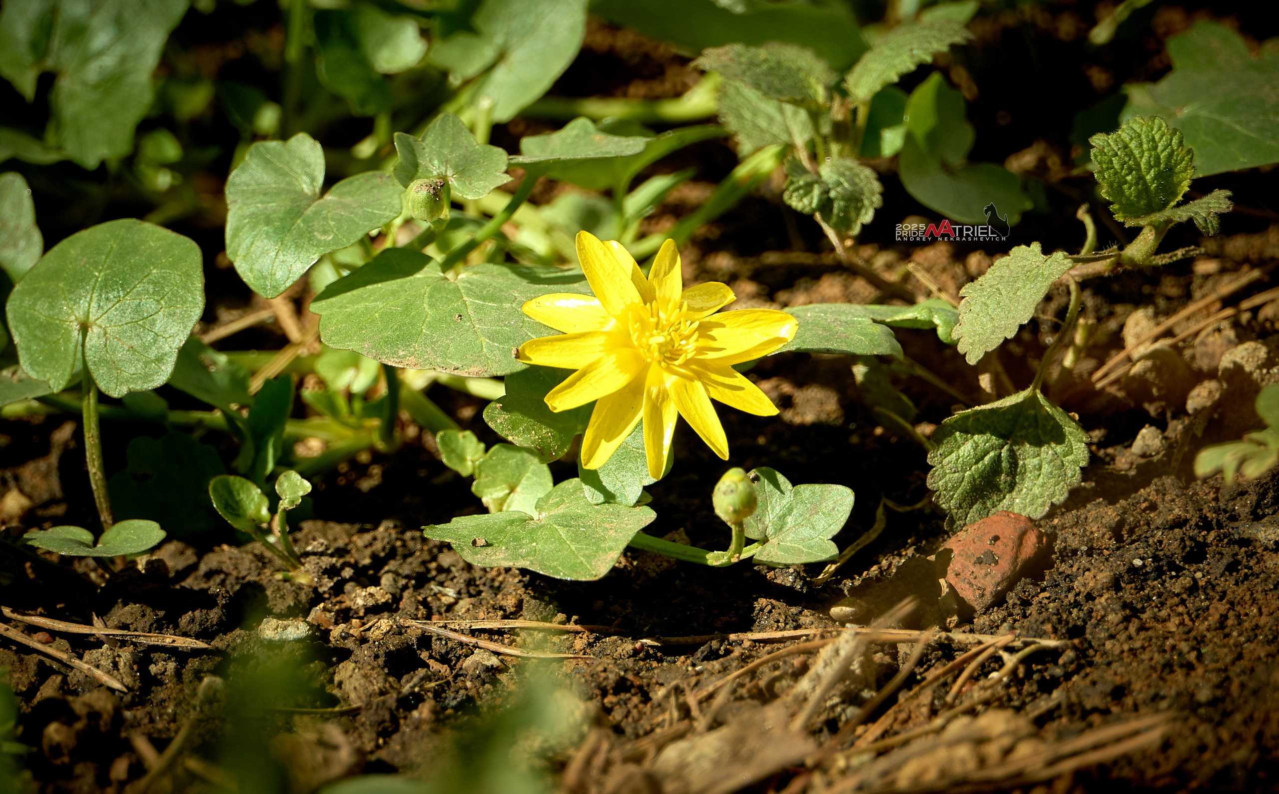 Природа в апреле