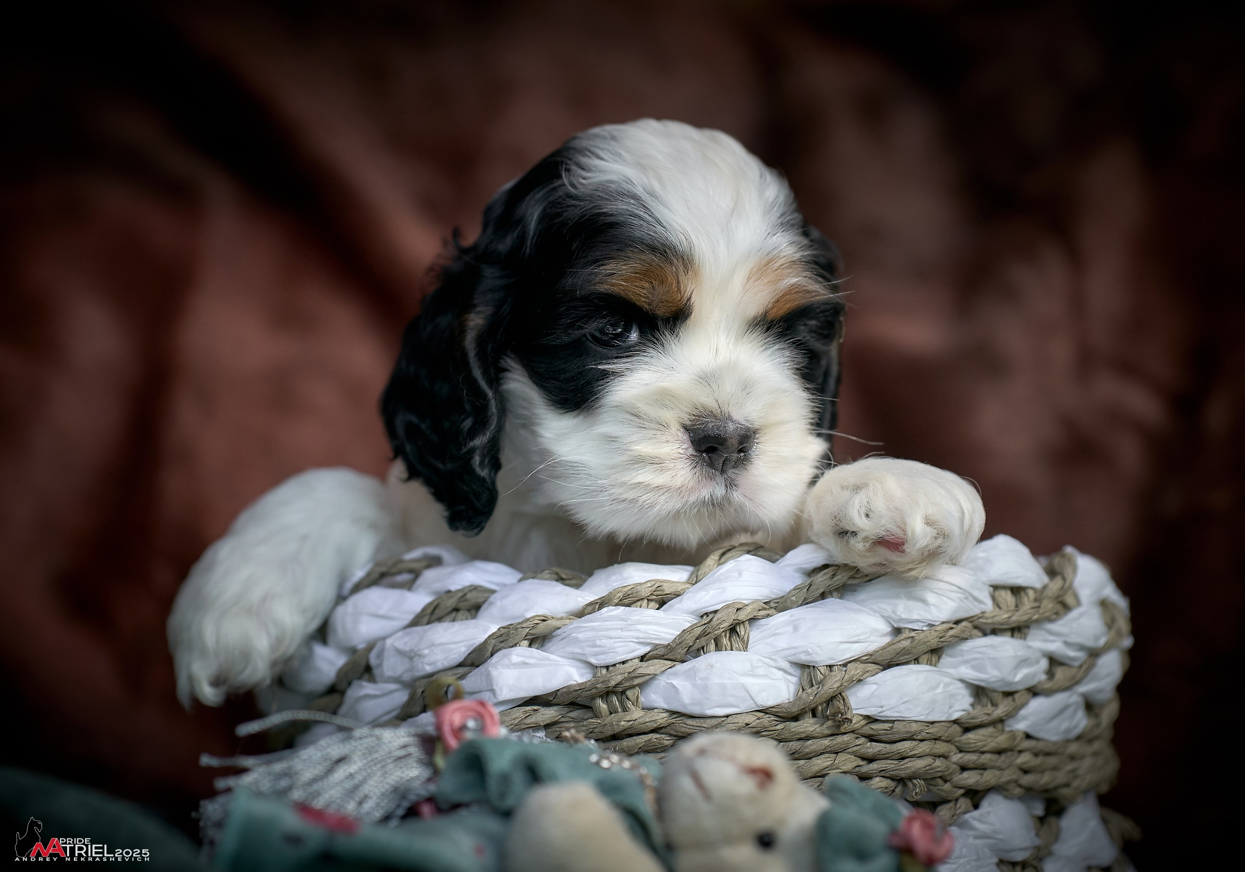 Щенки АмКокеров