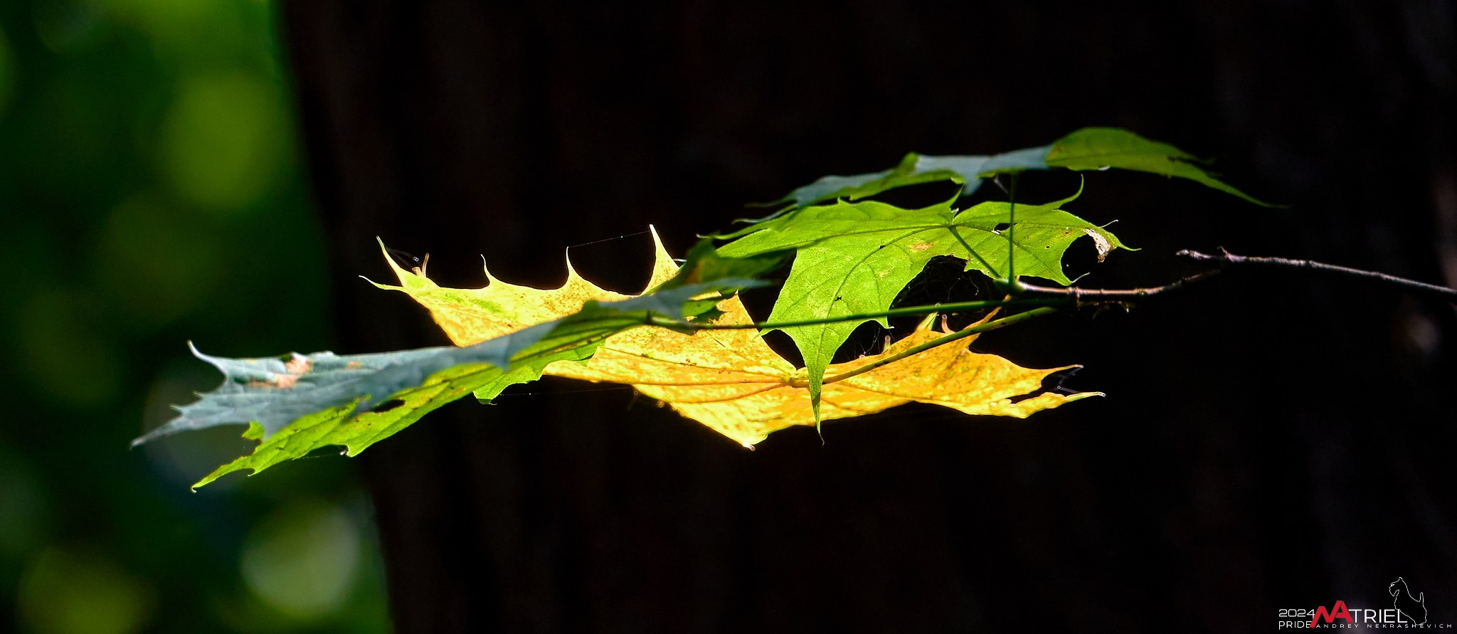Фотопрогулка на природе