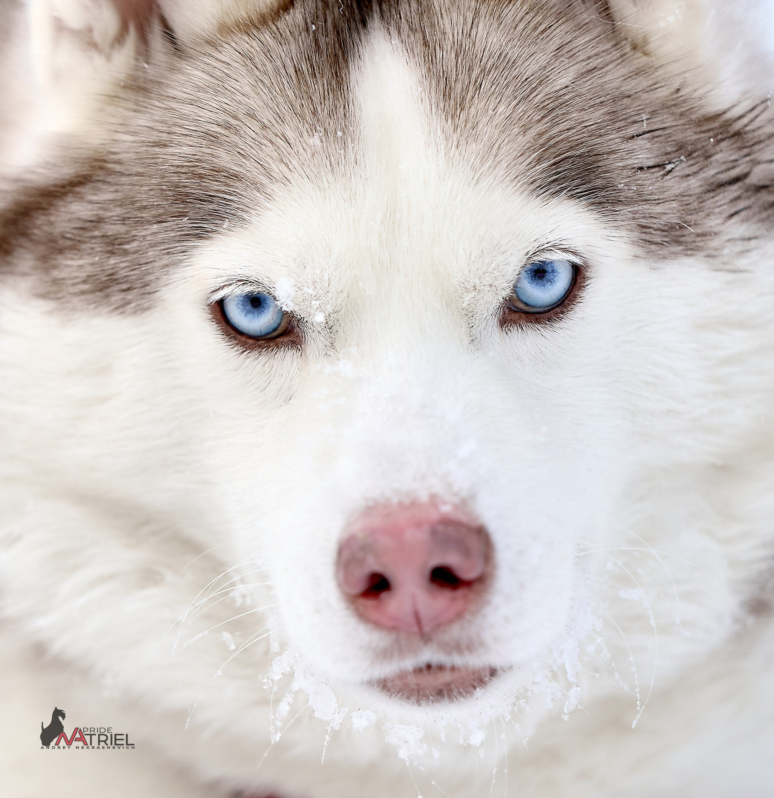 Портреты собак — галерея NATRIEL