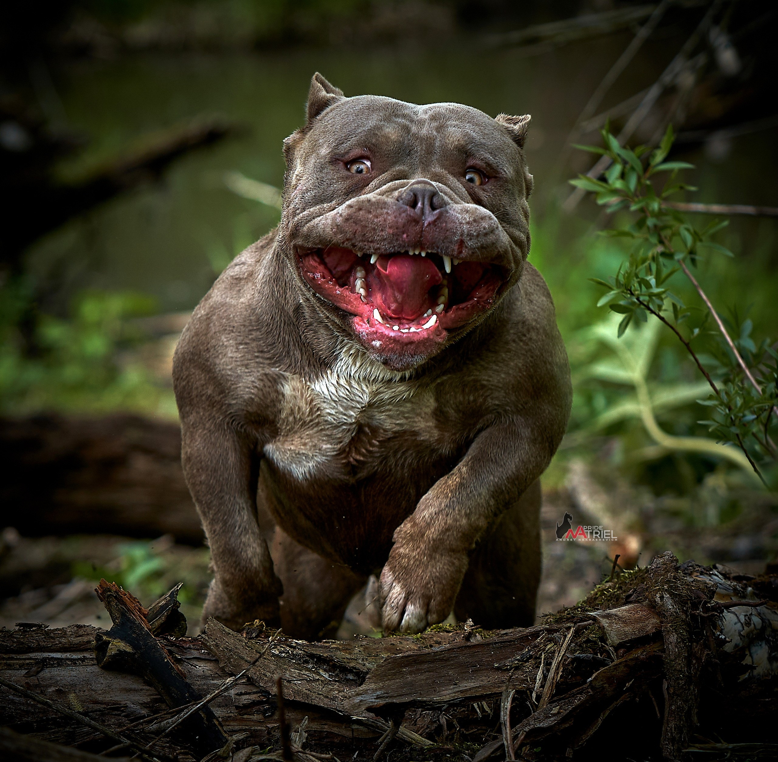 Портреты собак — галерея NATRIEL