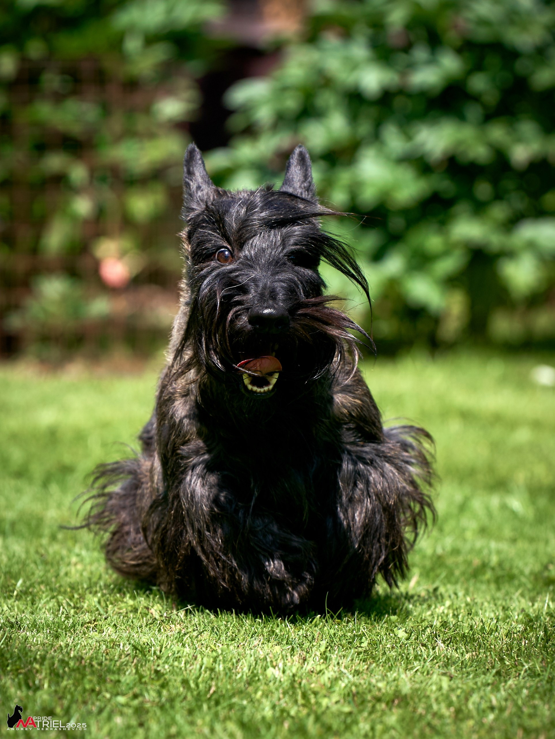 Алабаи и скотч-терьеры в питомнике у Ольги