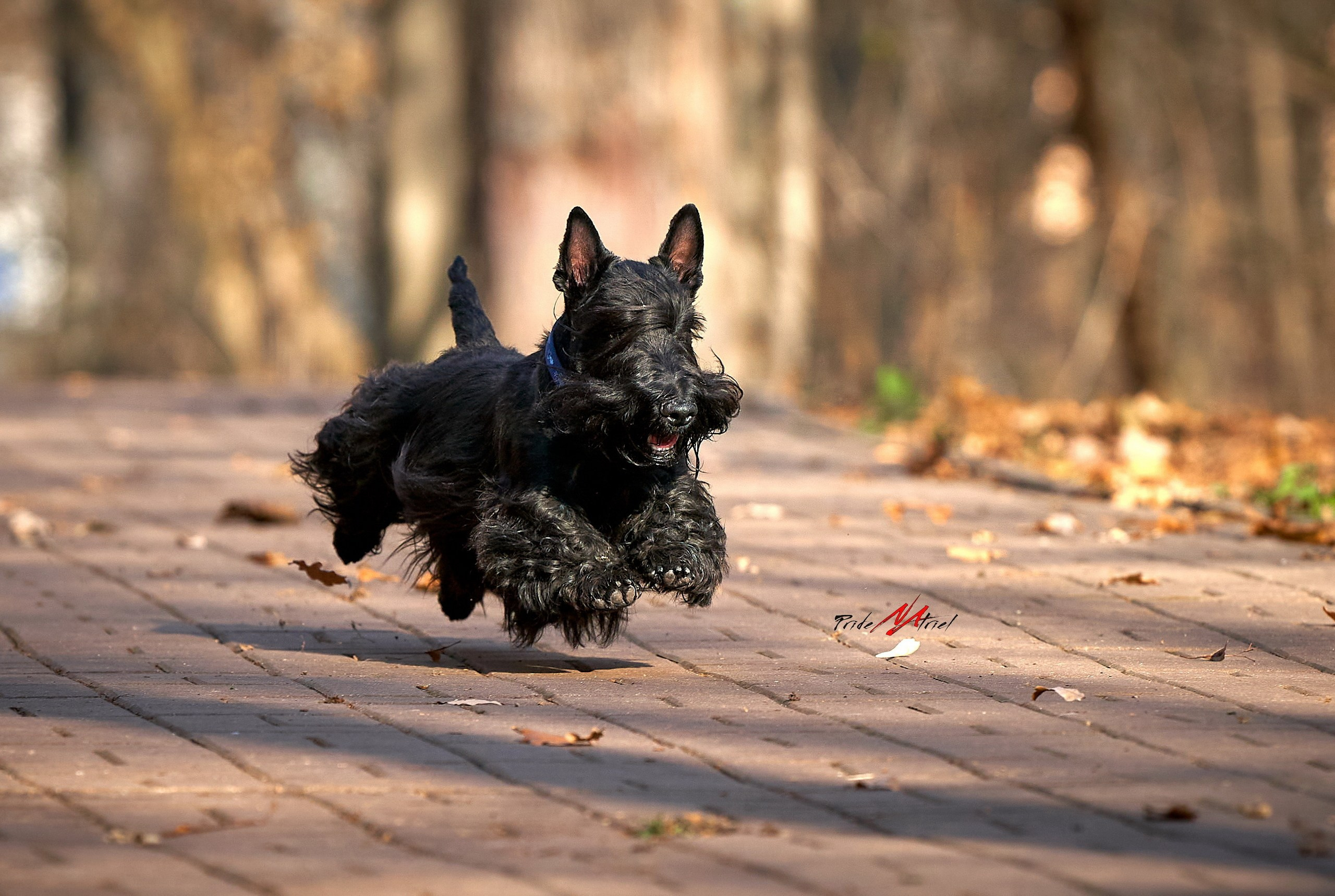 Прогулка в движении — галерея NATRIEL
