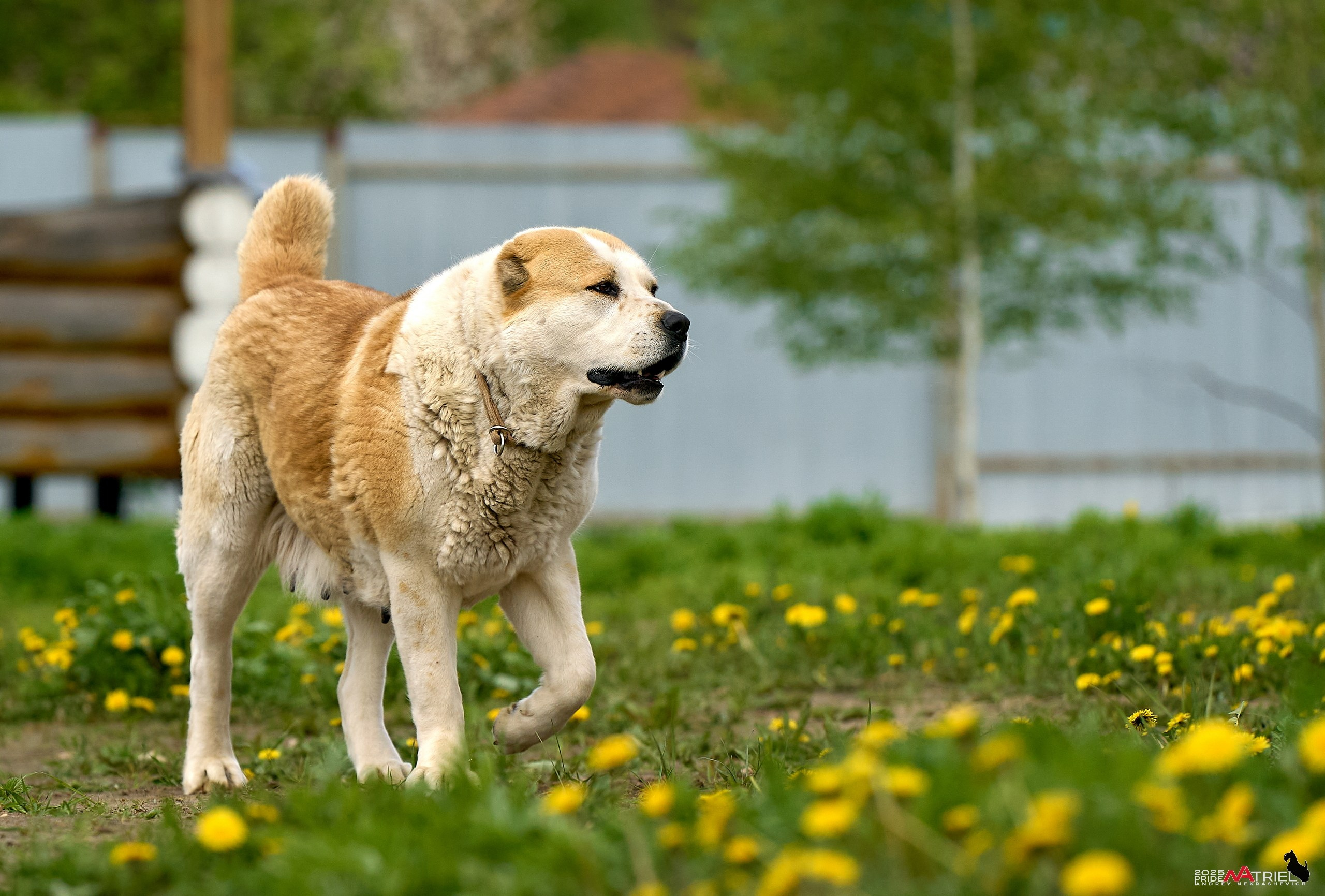 Съемка в питомнике