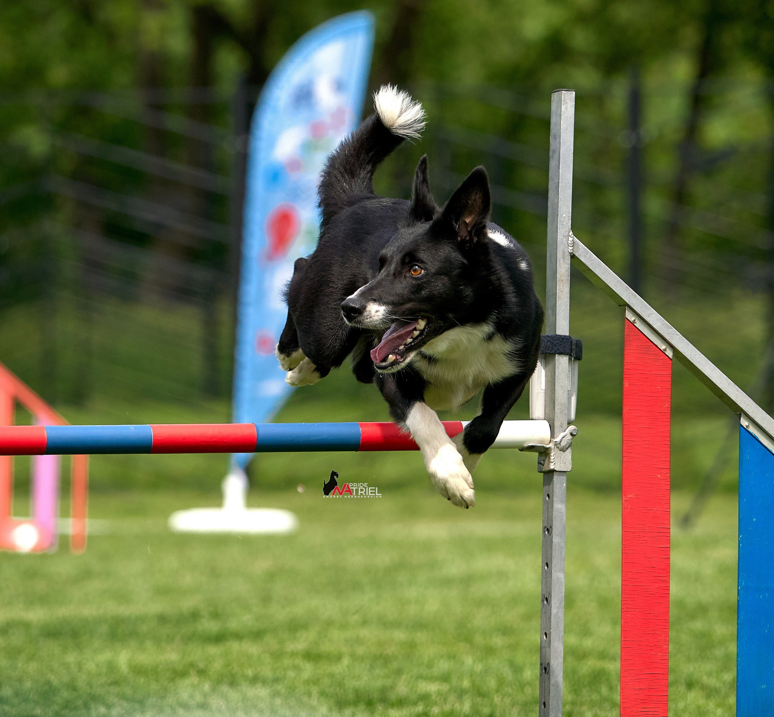 Аджилити — галерея NATRIEL