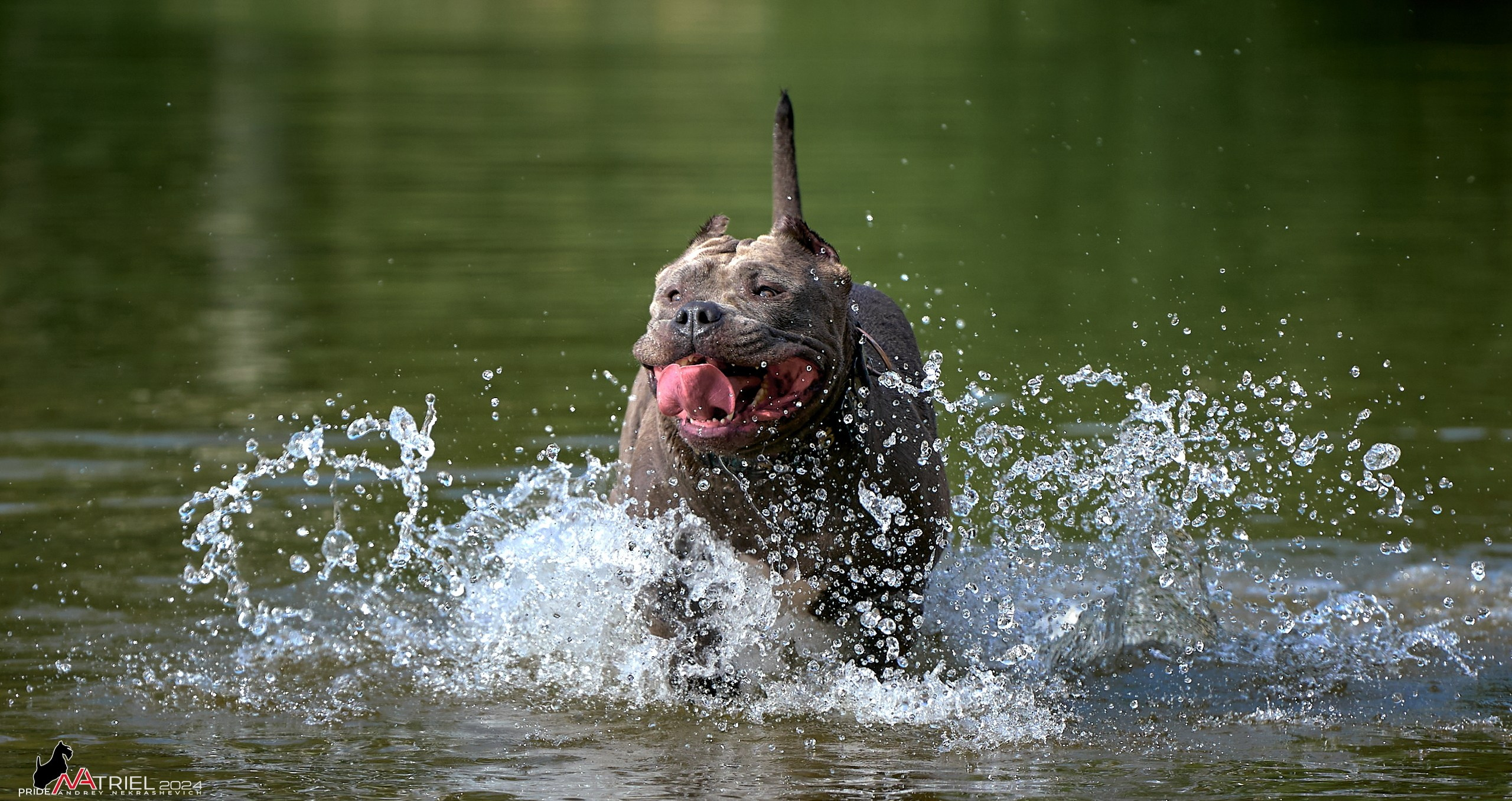 Фотопрогулка с булли