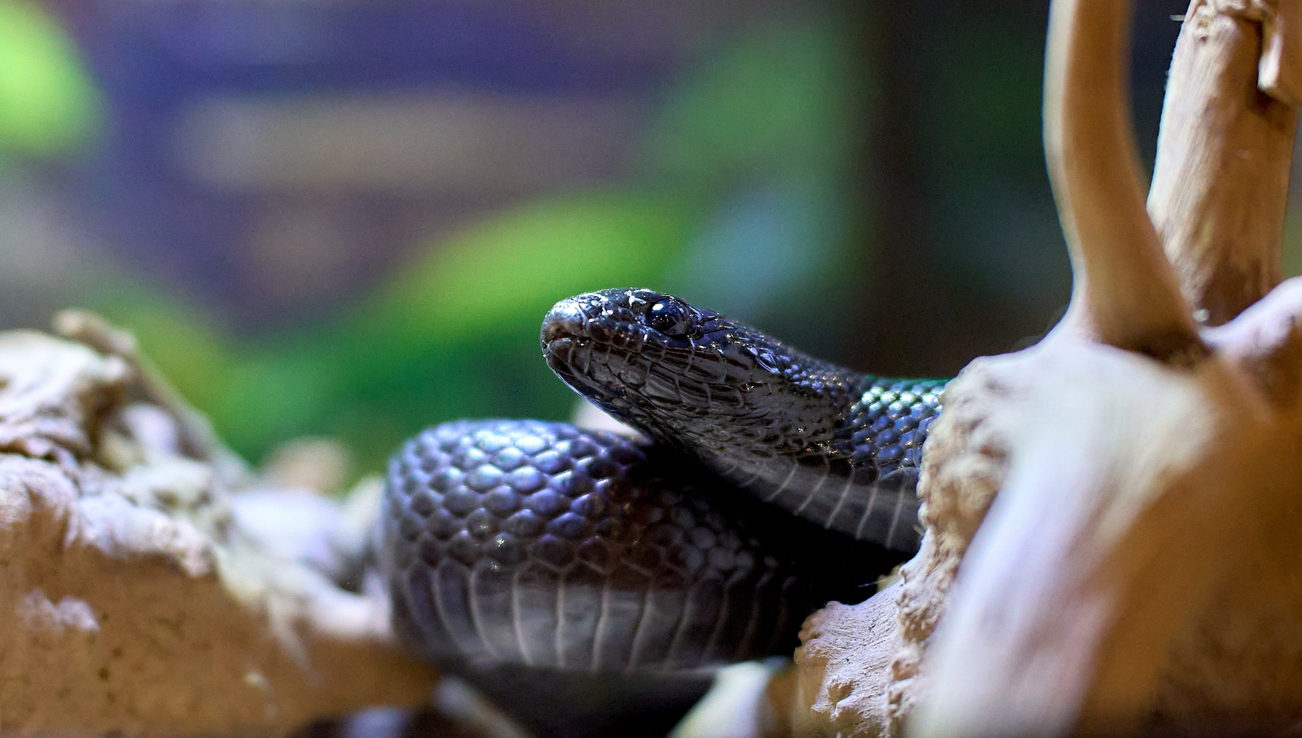 Рептилии — галерея NATRIEL