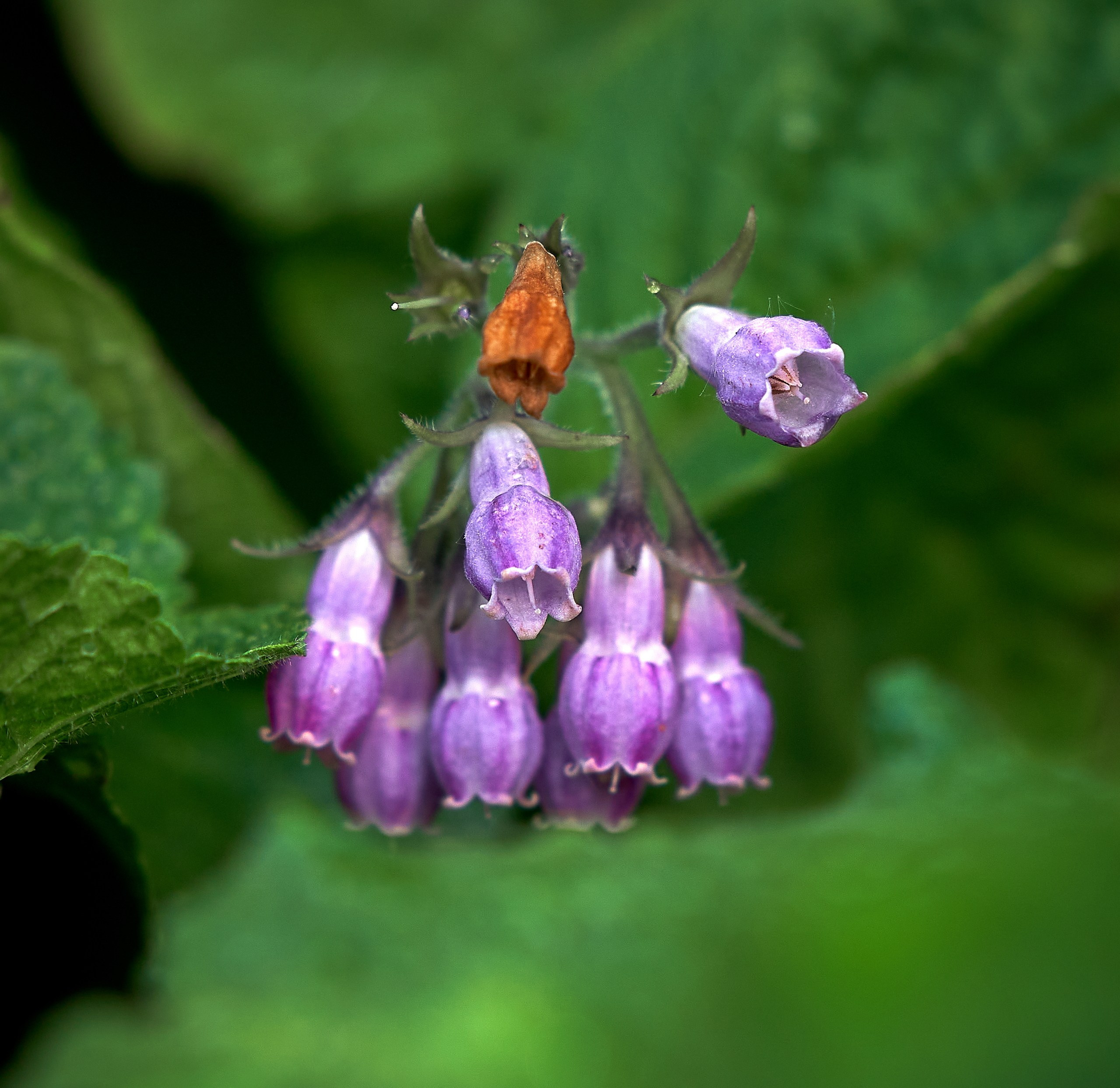Лютики-цветочки — галерея NATRIEL