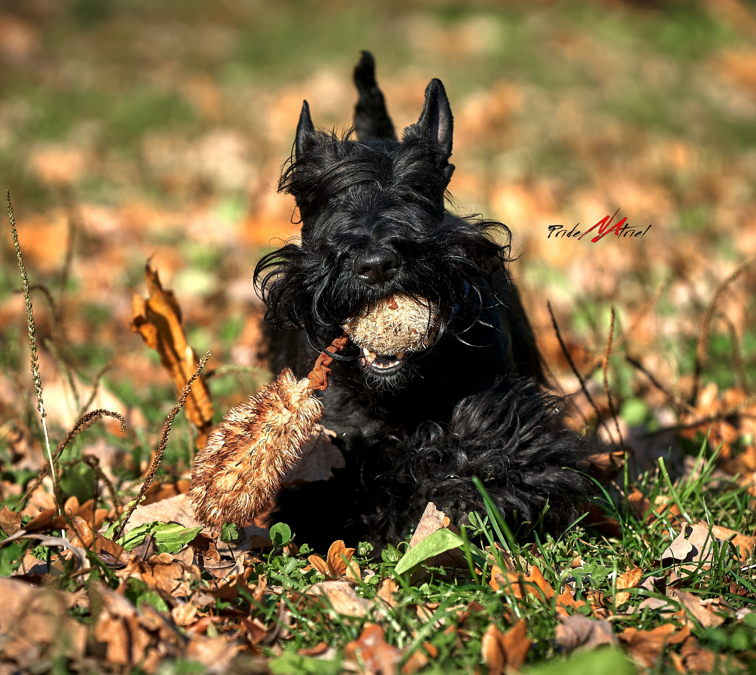 Прогулка в движении — галерея NATRIEL
