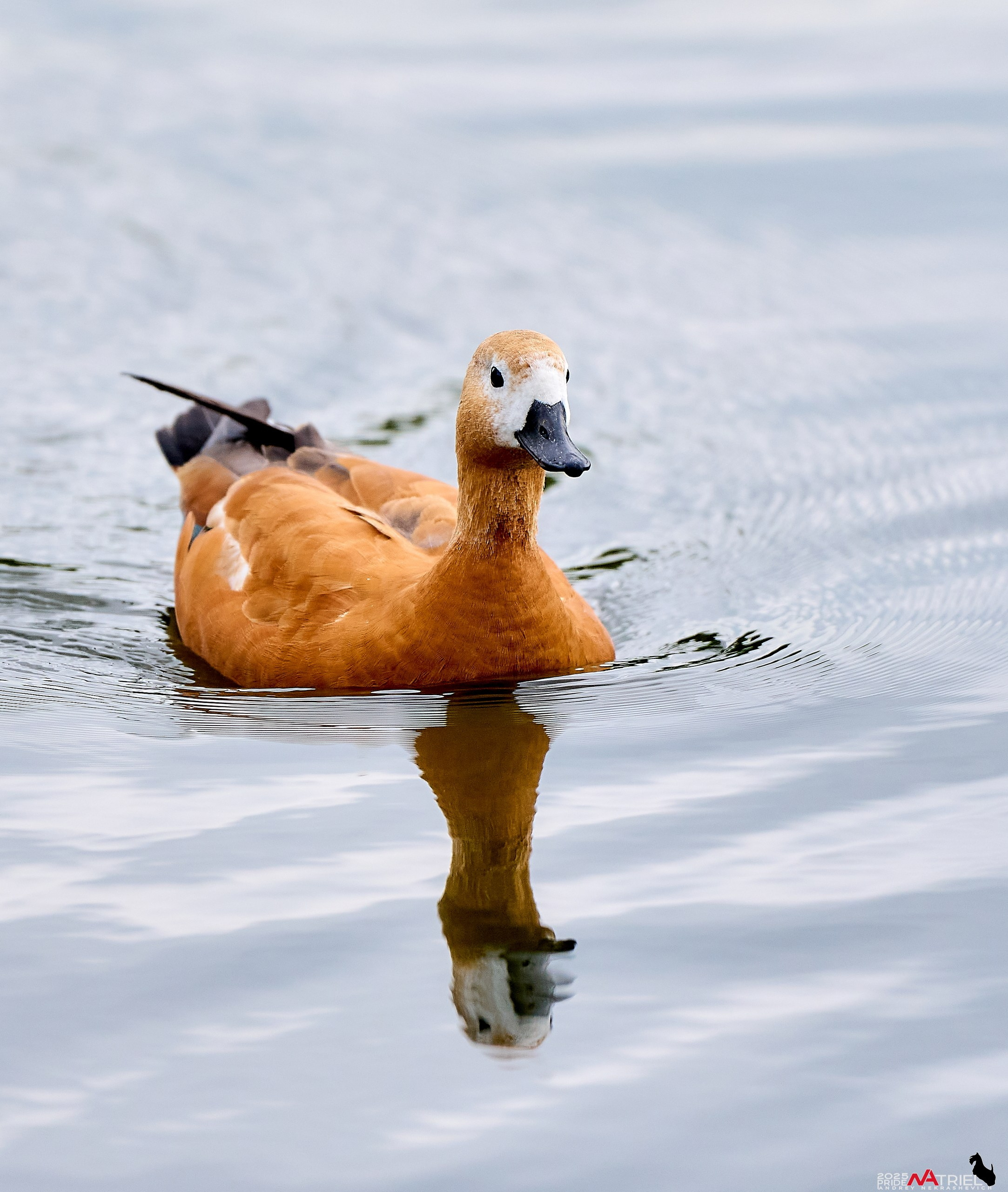 Утки на пруду