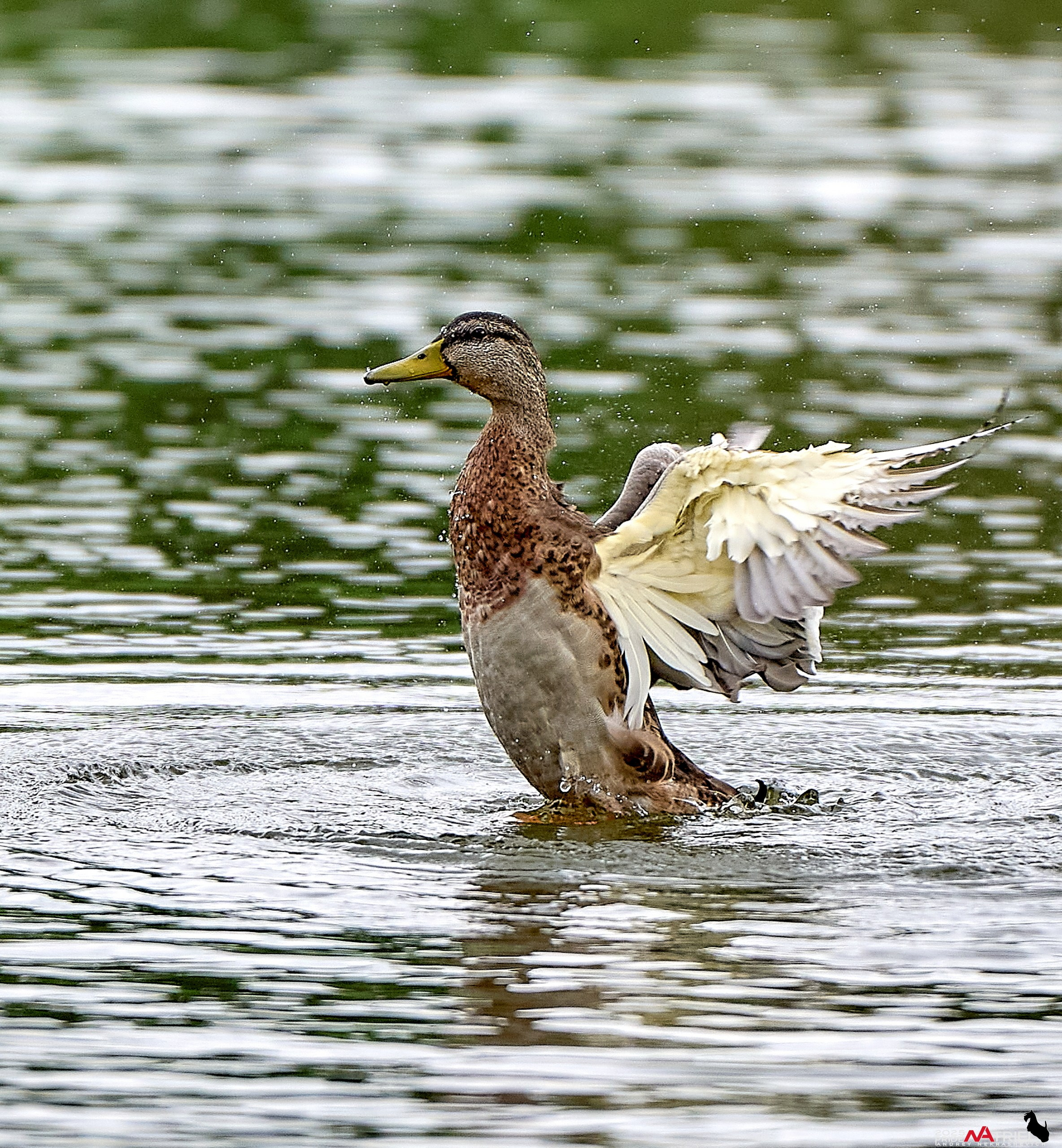 Утки на пруду