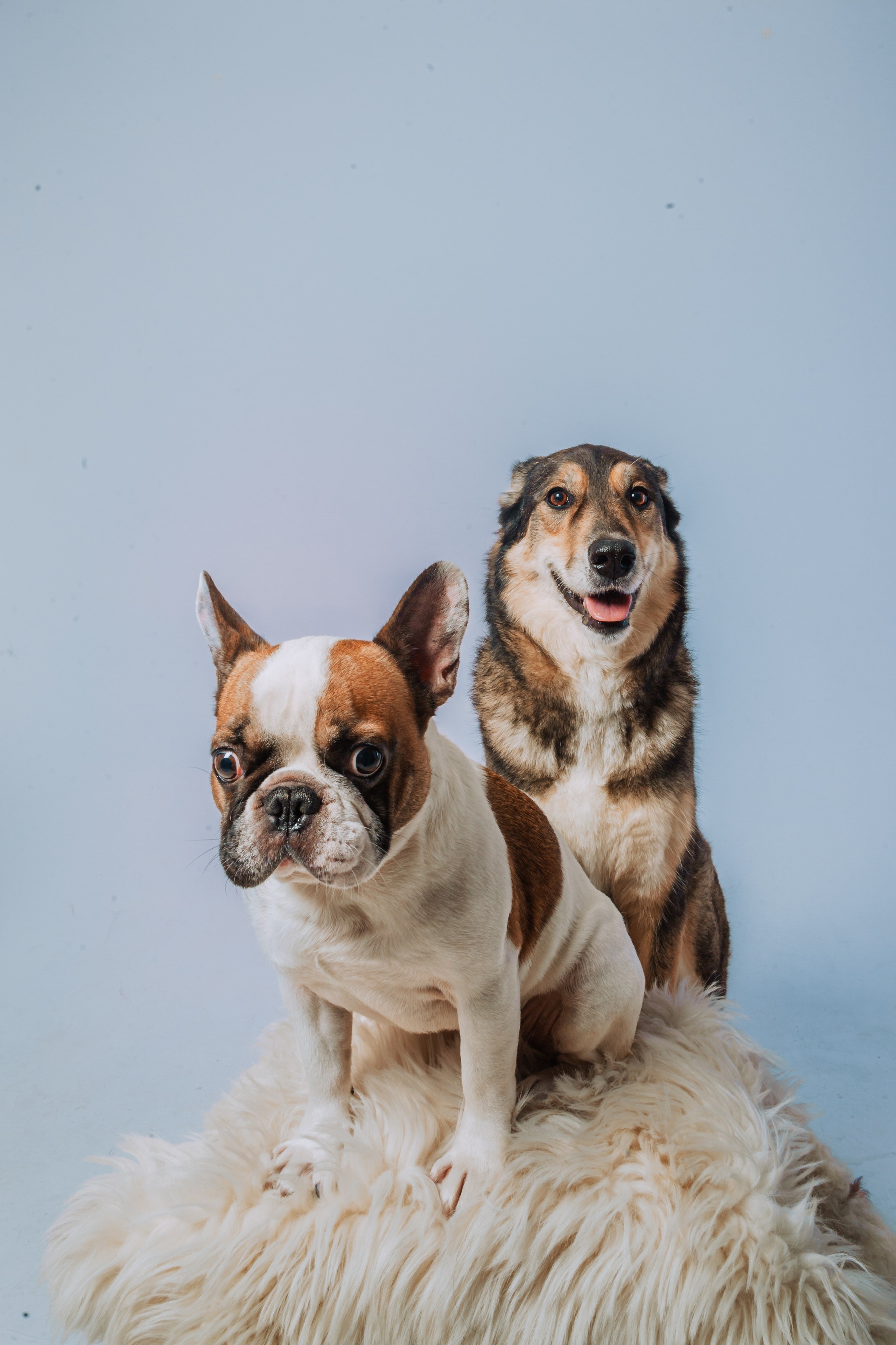 Студийная фотосессия с цветным светом. Фотограф-анималист Татьяна Степанова