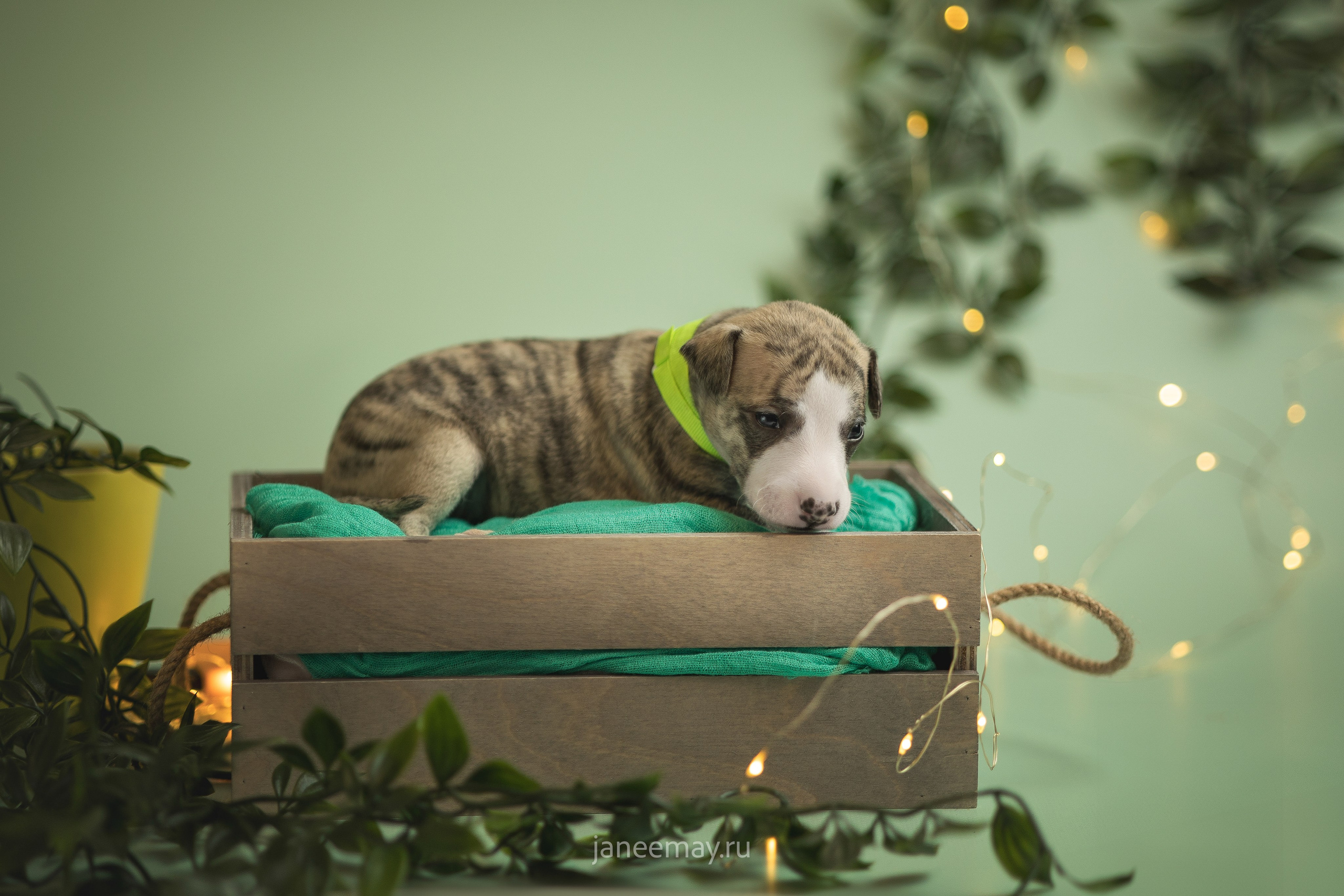 Малыши уиппеты Великбековых. Фотограф анималист в Москве Майорова Евгения