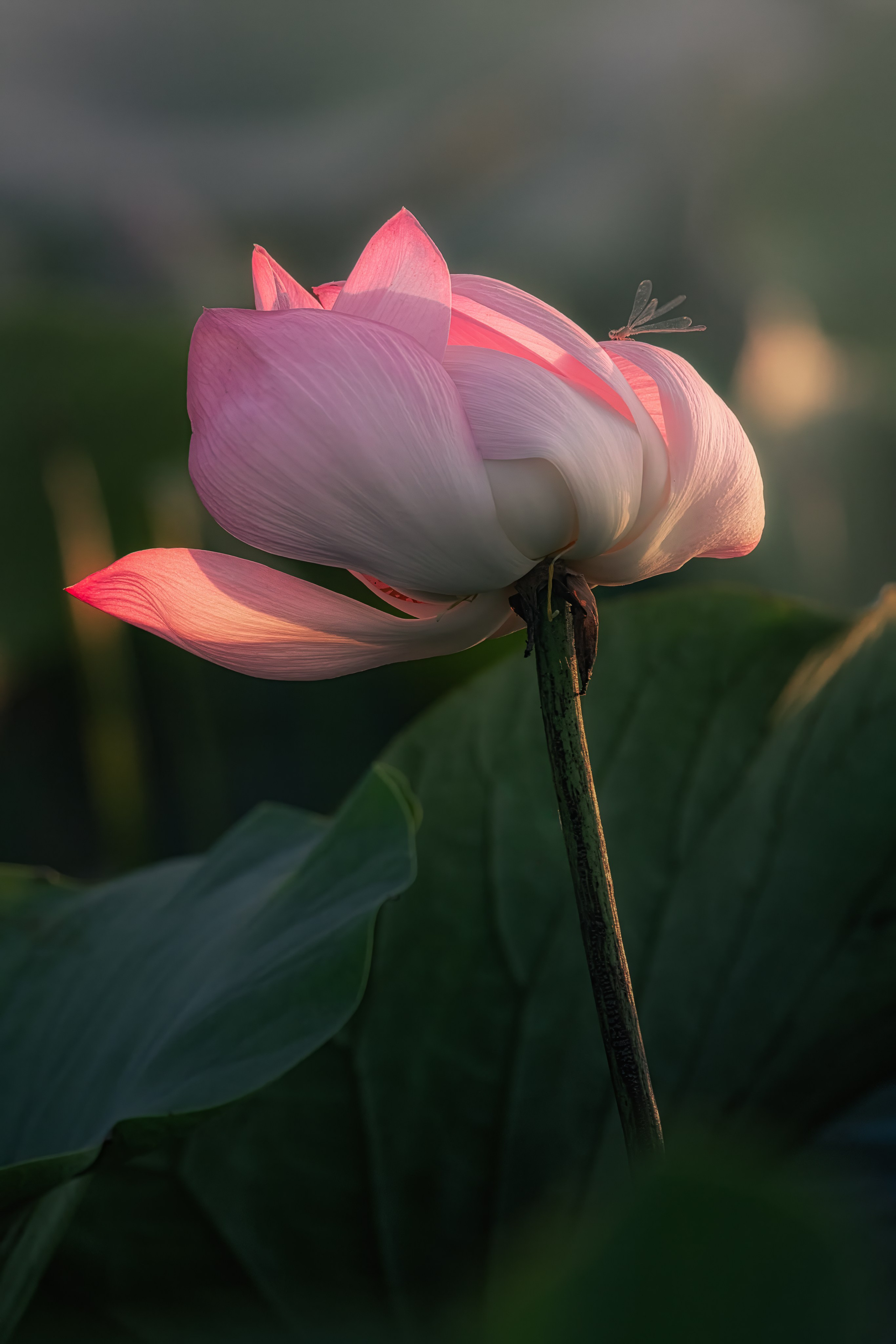 Астраханская область 2025 | Фотограф Дмитрий Купрацевич. Дмитрий Купрацевич профессиональный пейзажный и travel-фотограф