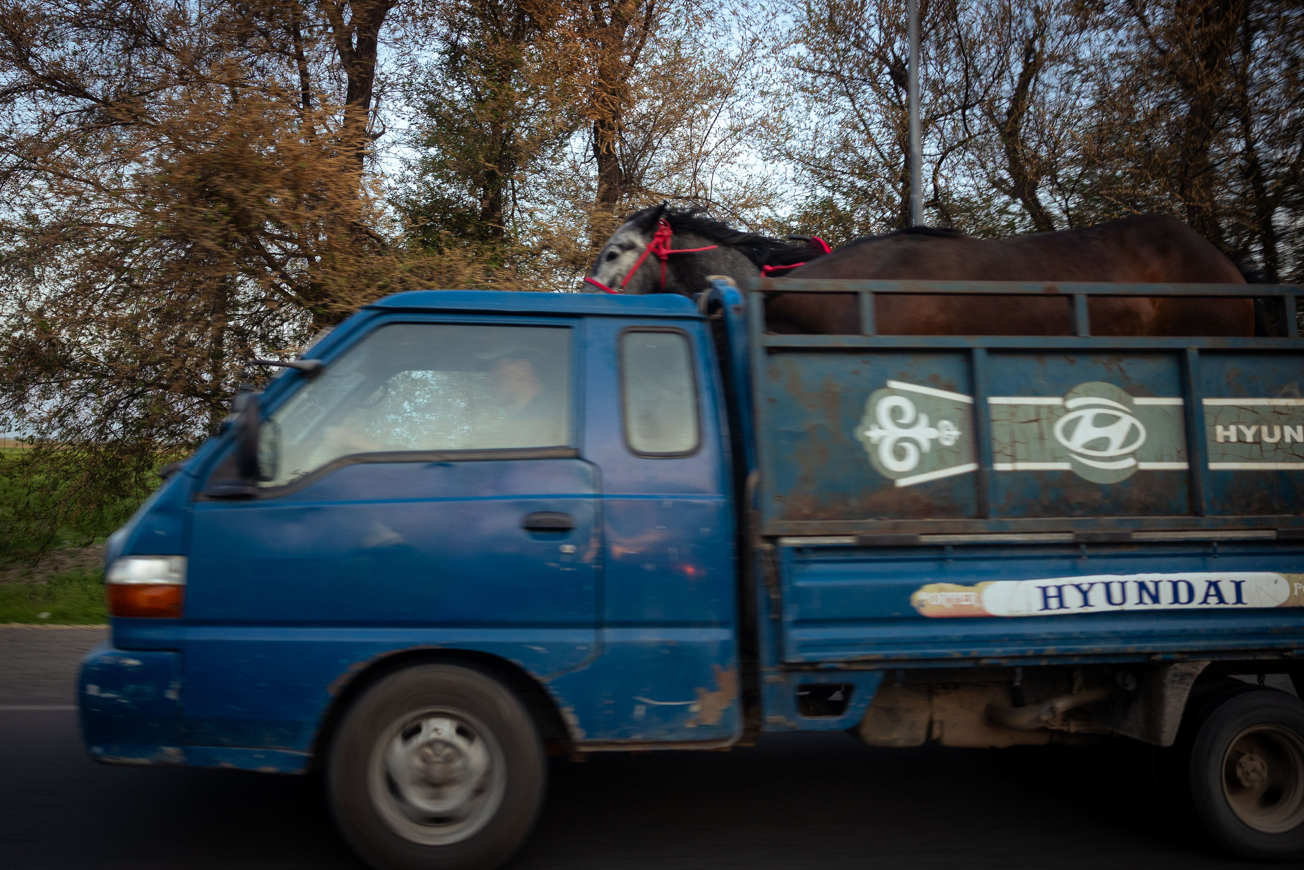 Кыргызстан (весна 2025). Фотограф Виноградов Константин