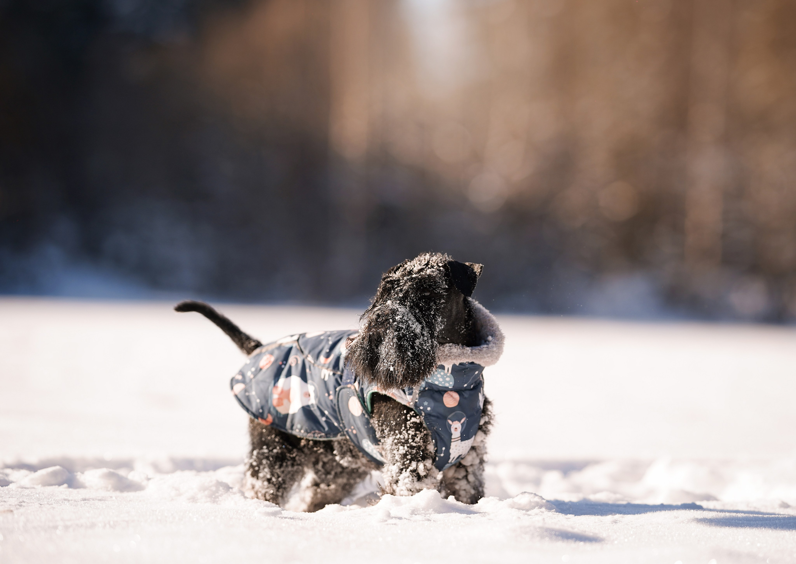 Настя Энзо и Мия. Фотограф-анималист в Санкт-Петербурге Яна Мартынова