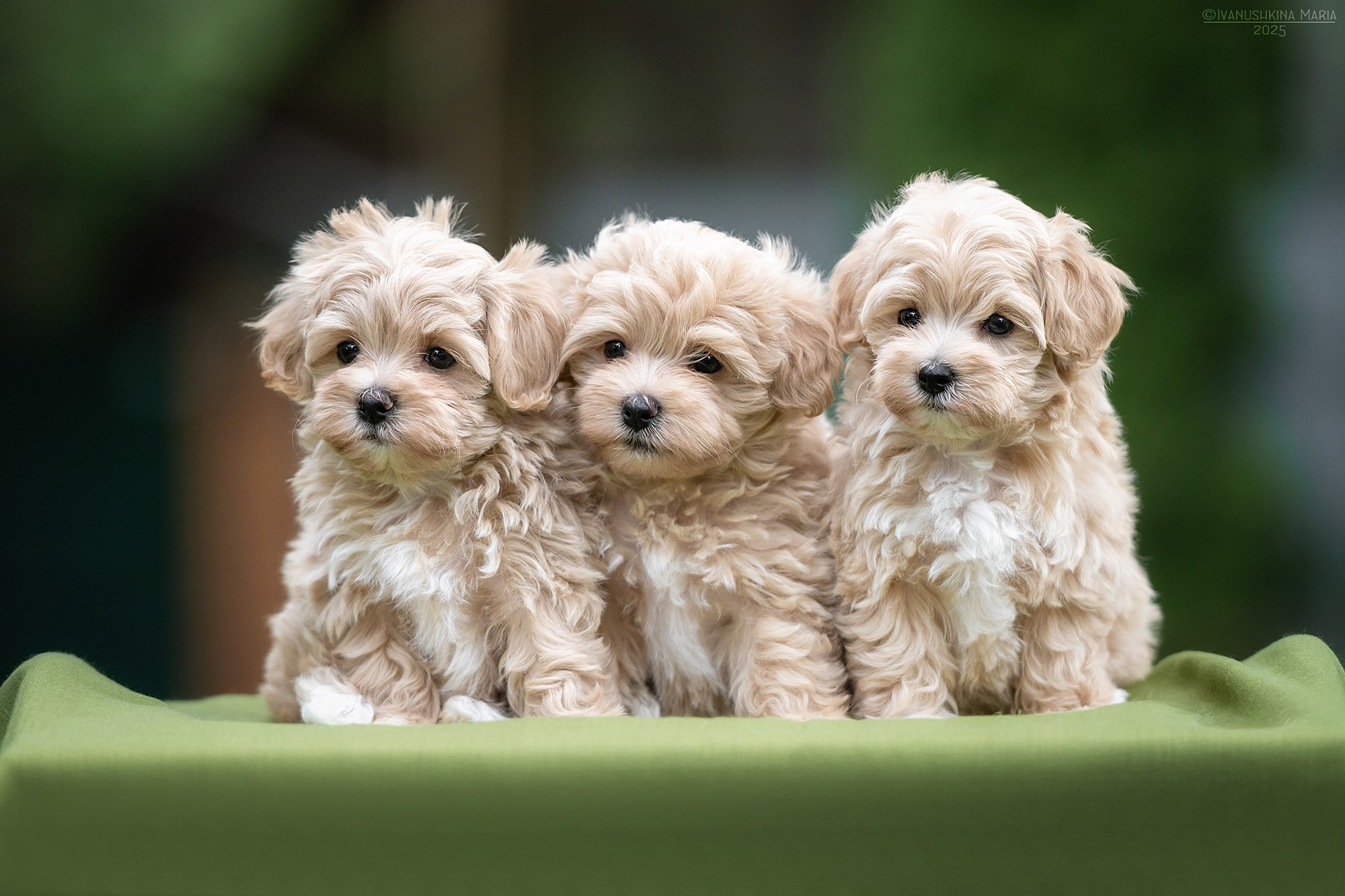 Фотосессия щенков на продажу. Фотограф собак в Москве и Московской области Иванушкина Мария