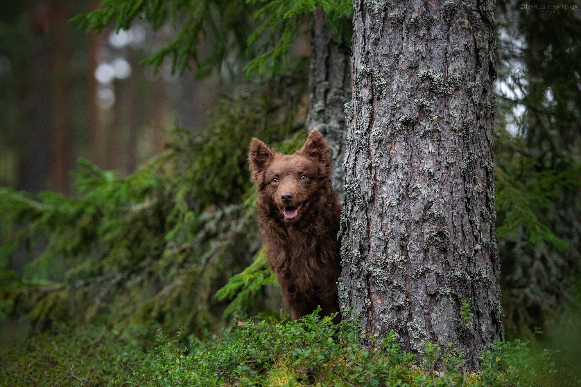 муди шоколадный