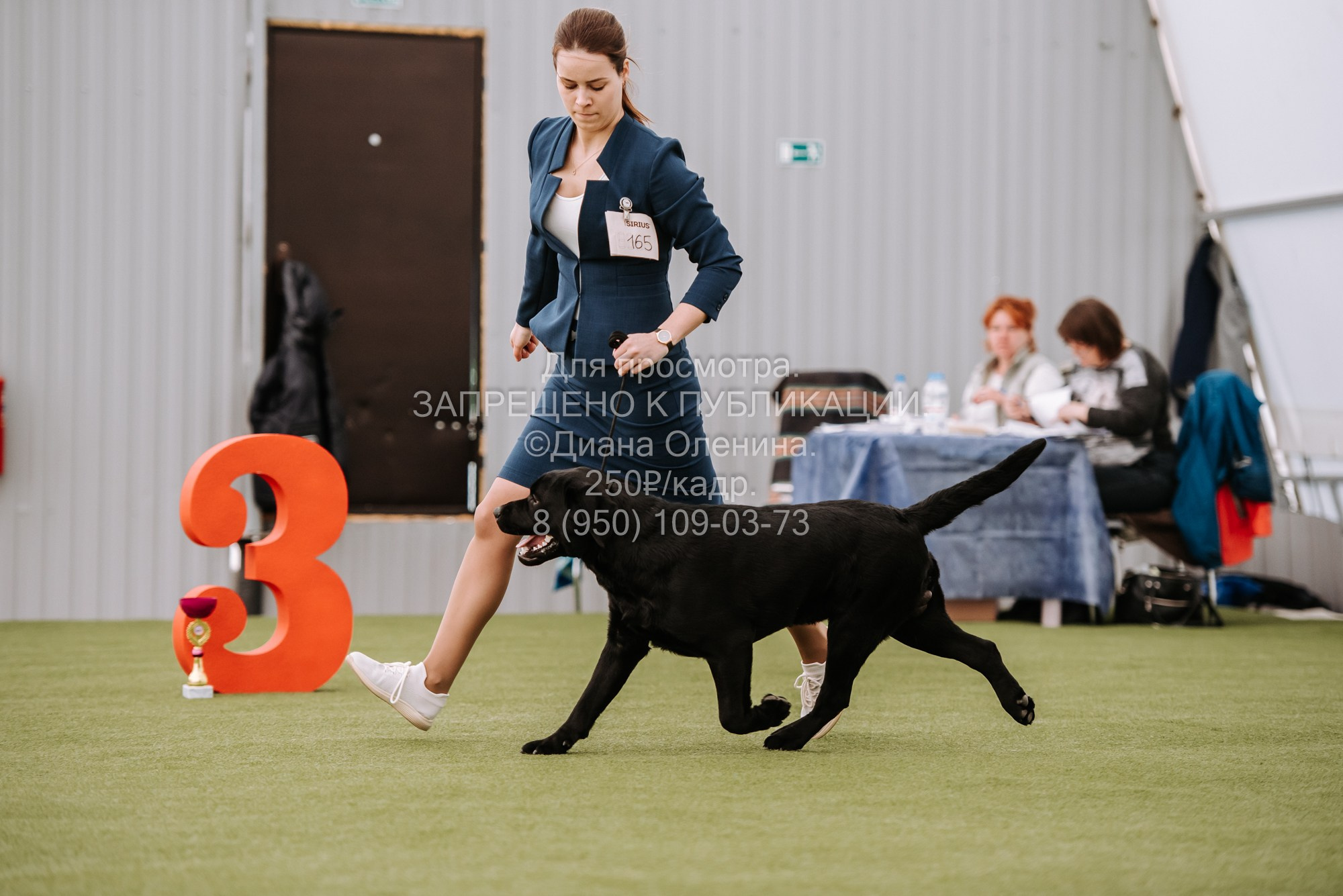 Выставка собак Красноярск 2.06. Фотограф Диана Оленина Красноярск / Братск