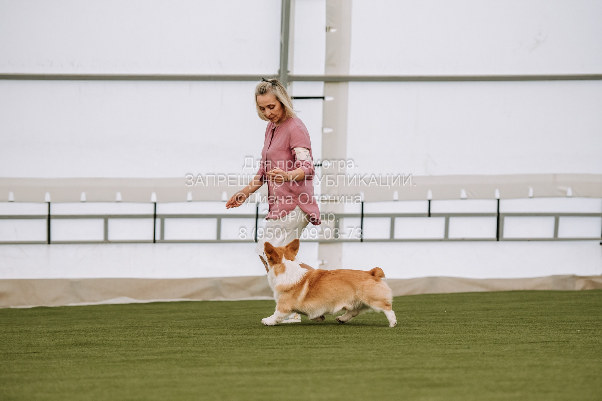 Выставка собак Красноярск 2.06. Фотограф Диана Оленина Красноярск / Братск