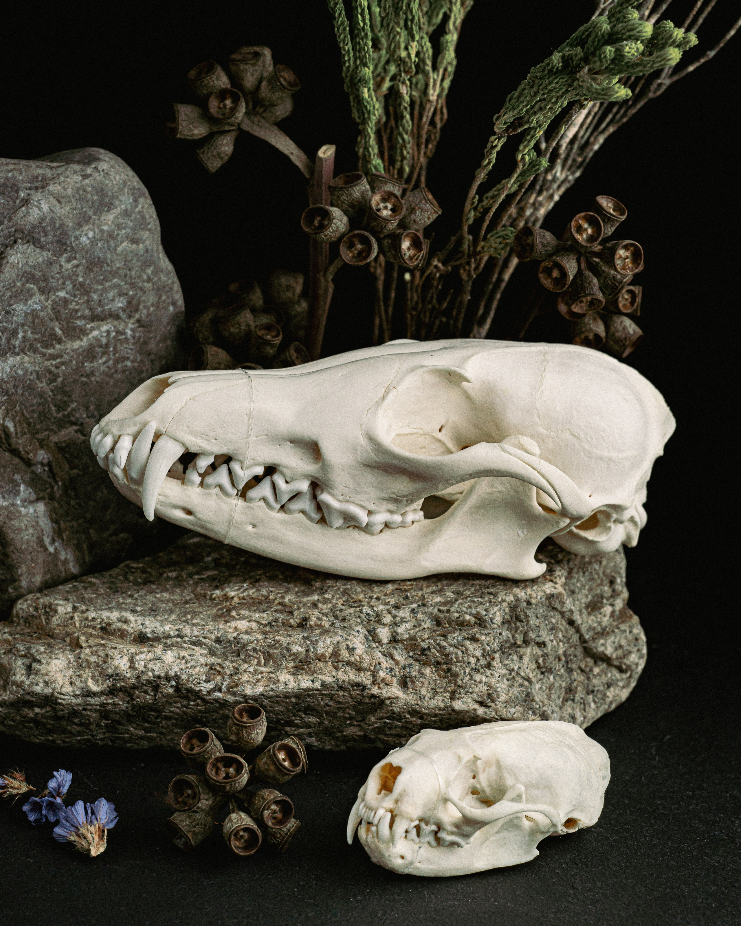 ЧЕРЕПА. Фотограф в Алматы Артемий Матюнин