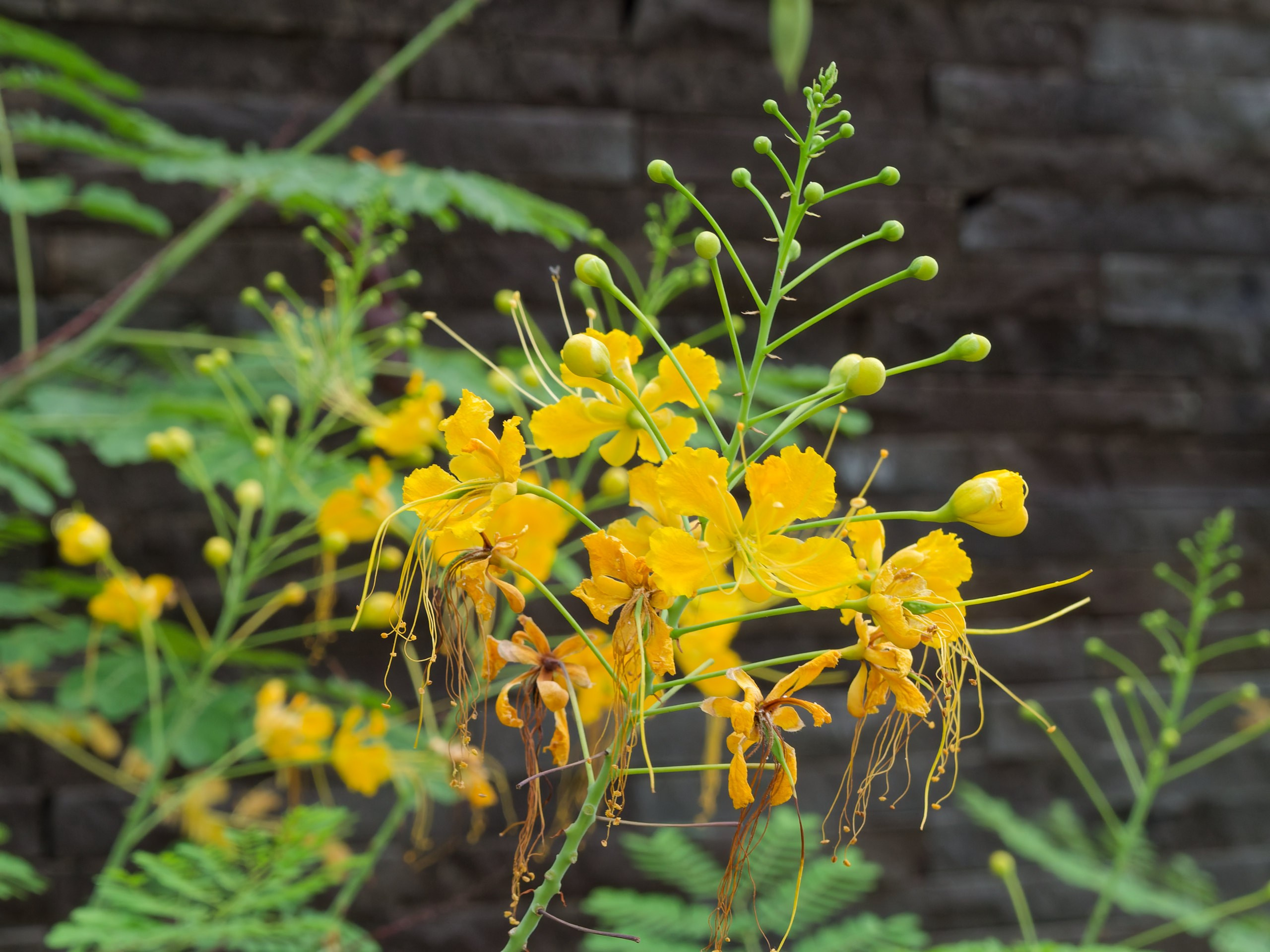 Хайнань 2026, флора, цветы и деревья. Фотопрогулки по Миру