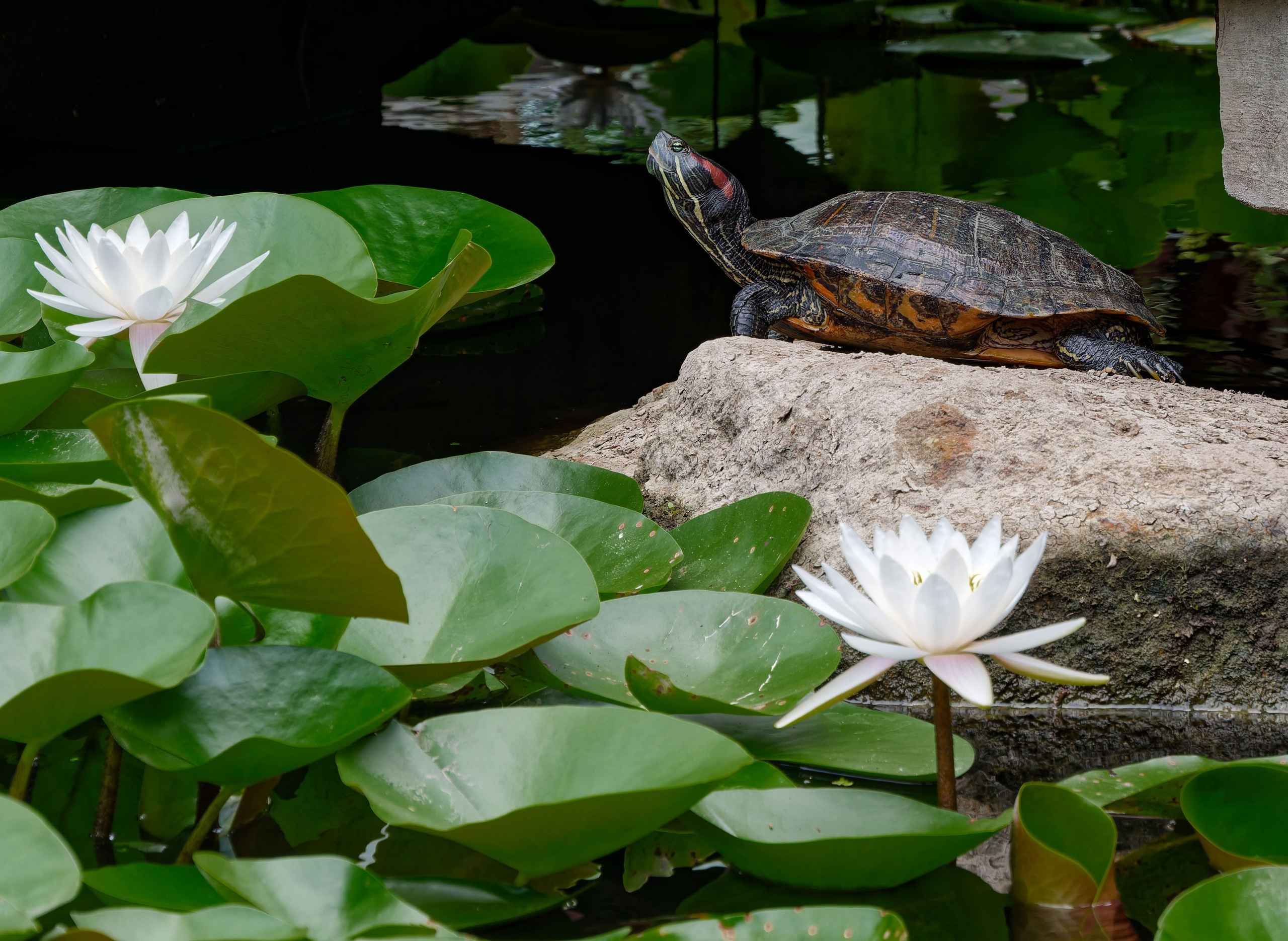 Хайнань 2026, прочая фауна, насекомые. Фотопрогулки по Миру