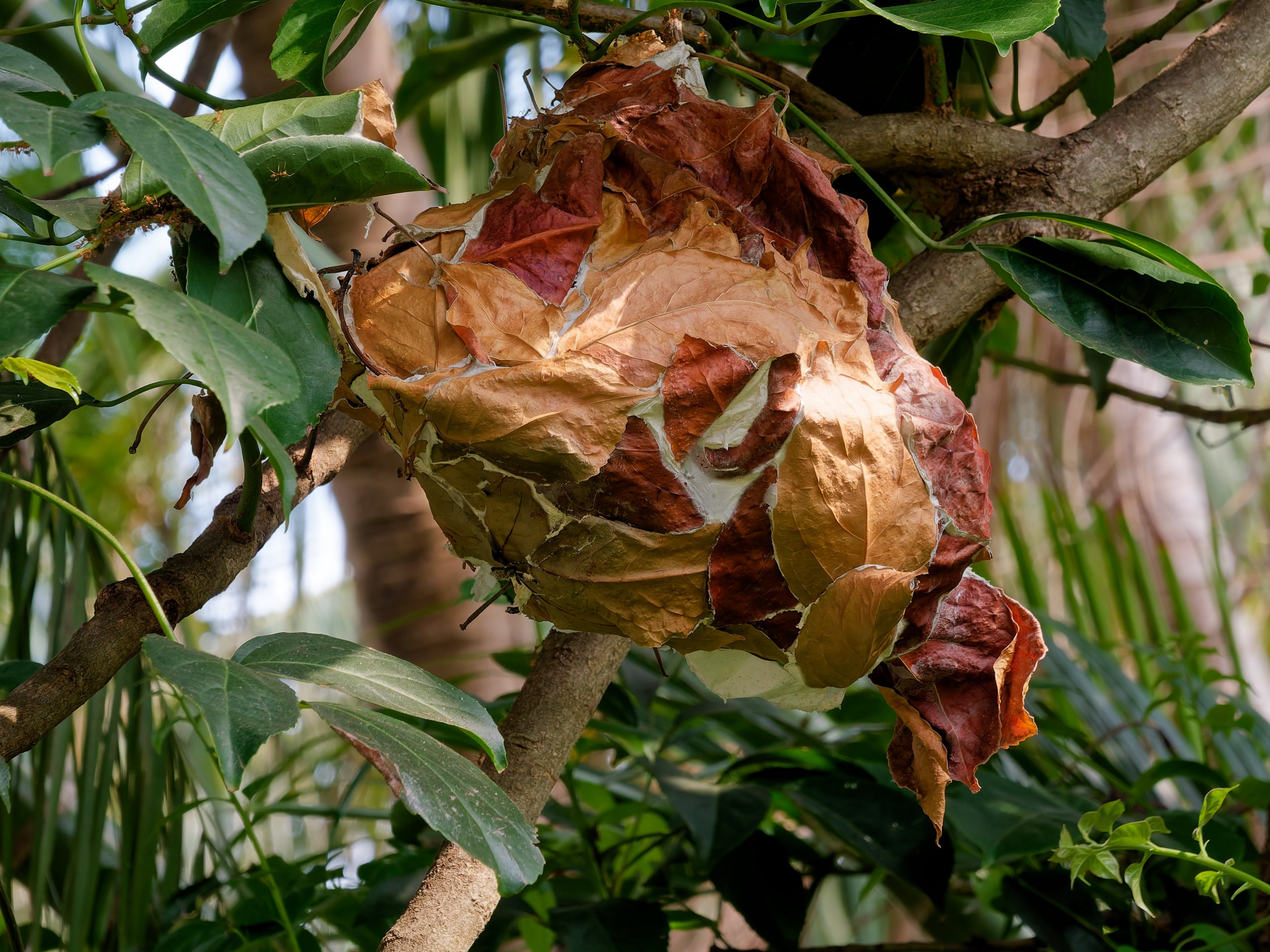 Хайнань 2026, флора, цветы и деревья. Фотопрогулки по Миру