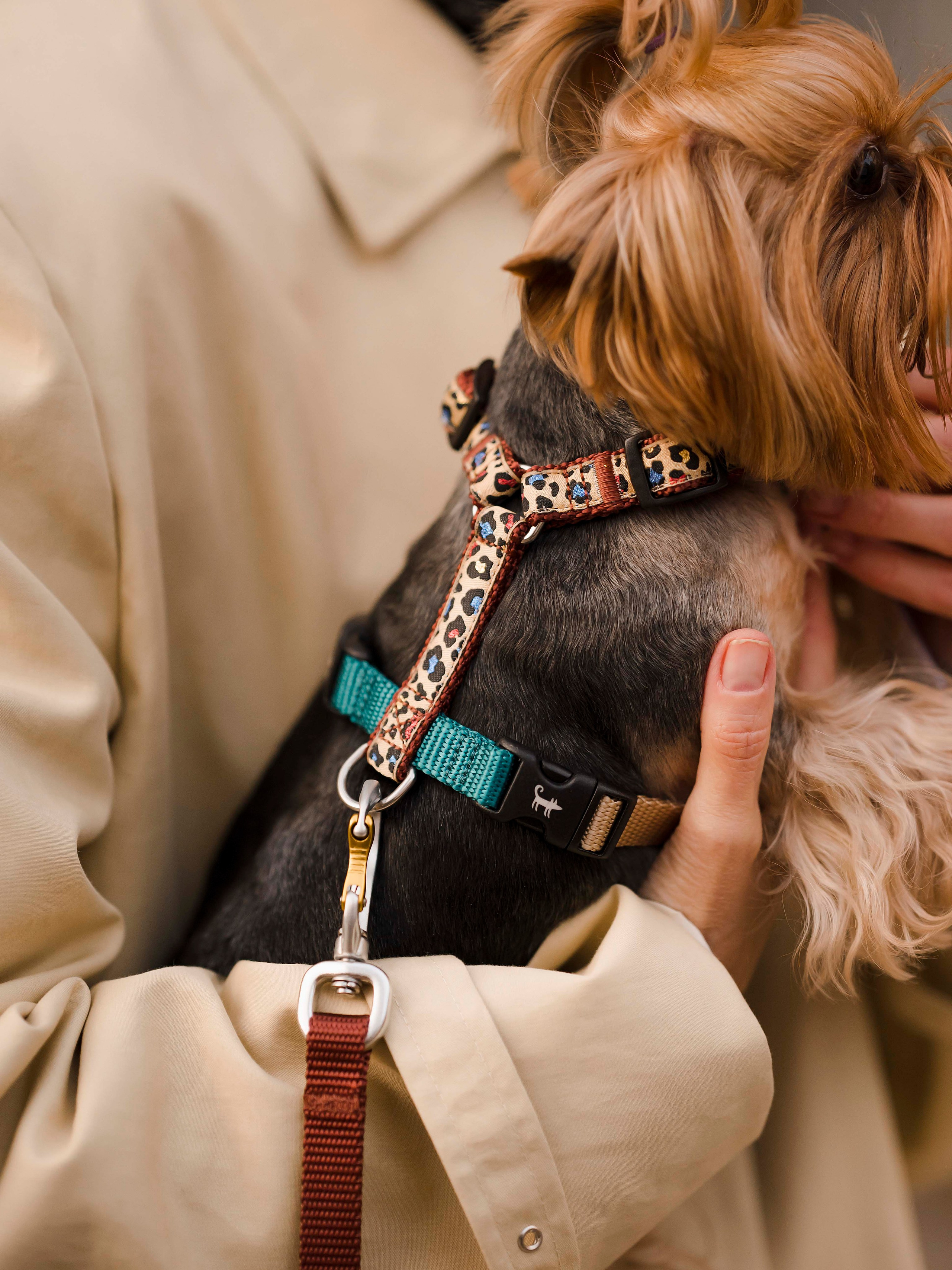Шарик дог. Фотограф- анималист Александра Матвеева