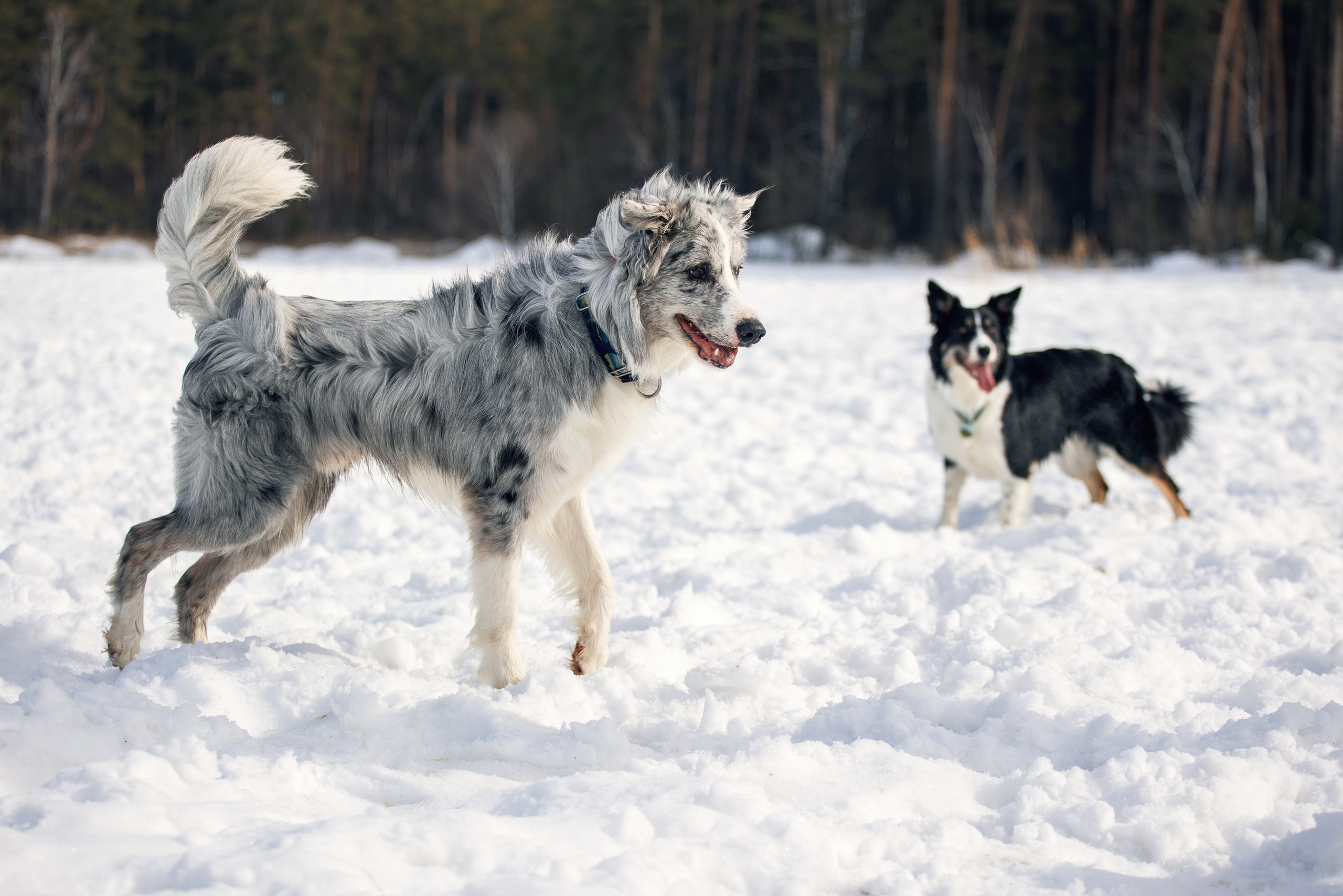 В погоне за снежком…. YULA KOLESOVA | Фотограф — Анималист | Художник | Тюмень