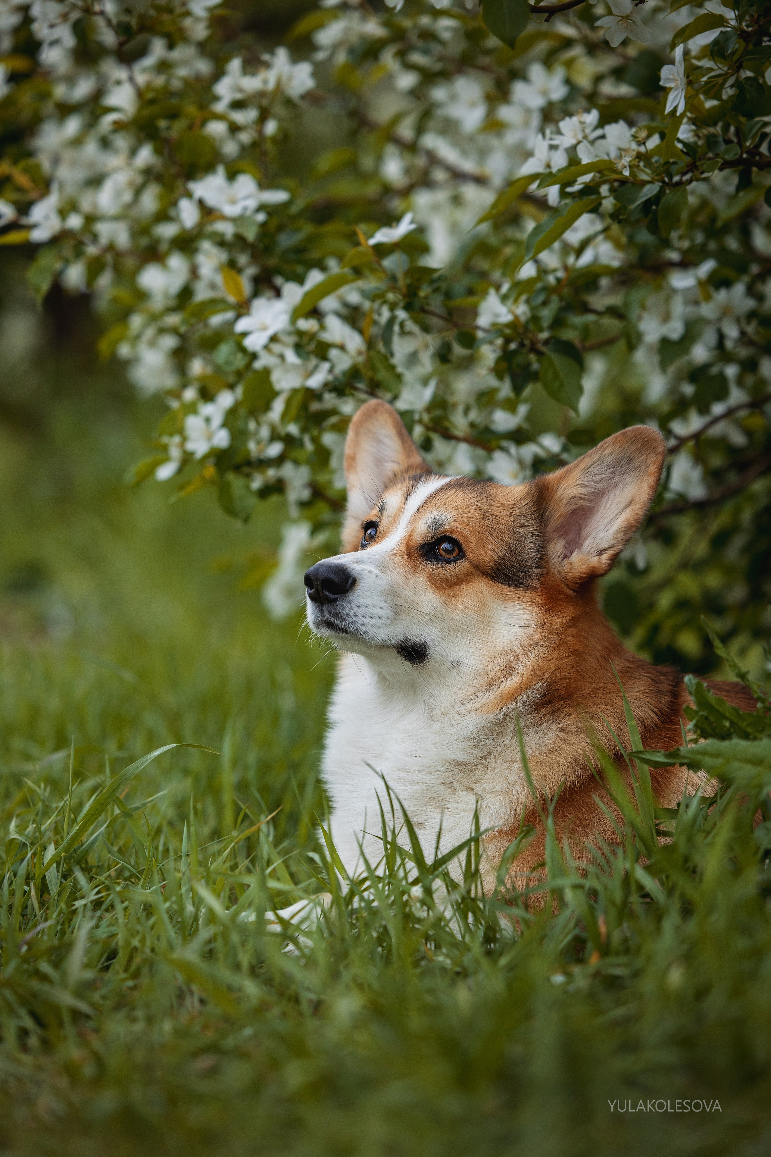 Яблони. YULA KOLESOVA | Фотограф — Анималист | Художник | Тюмень