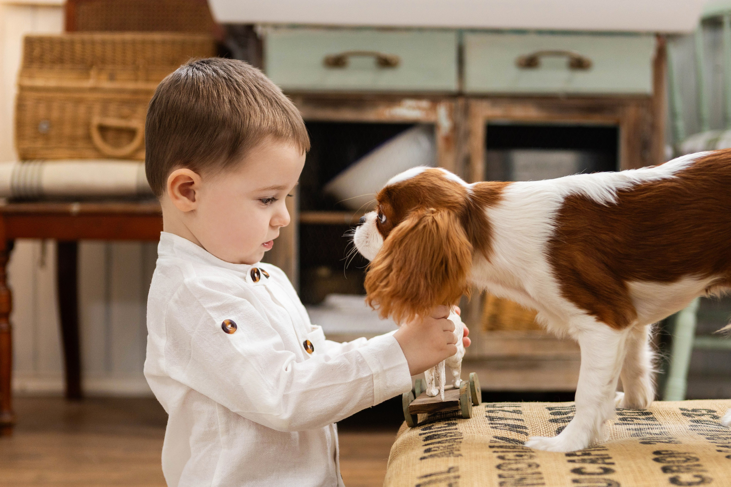 Фотосессия со щенками кавалер кинг чарльз спаниэль. Свадебный семейный и детский фотограф в Краснодаре Карина Федоровская
