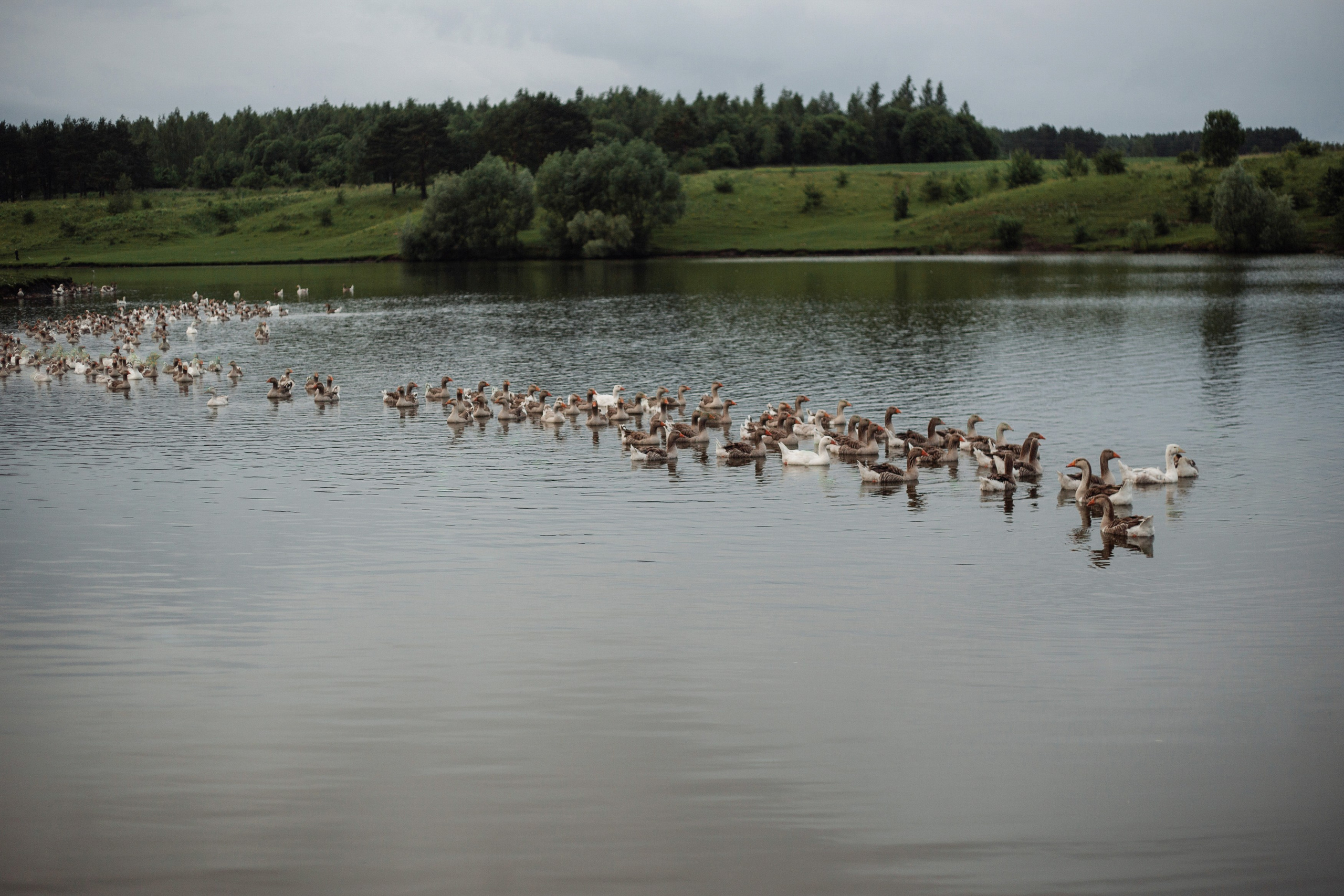 Толмачевский пруд. Портретный, семейный, свадебный фотограф в Брянске Маргарита Василькова