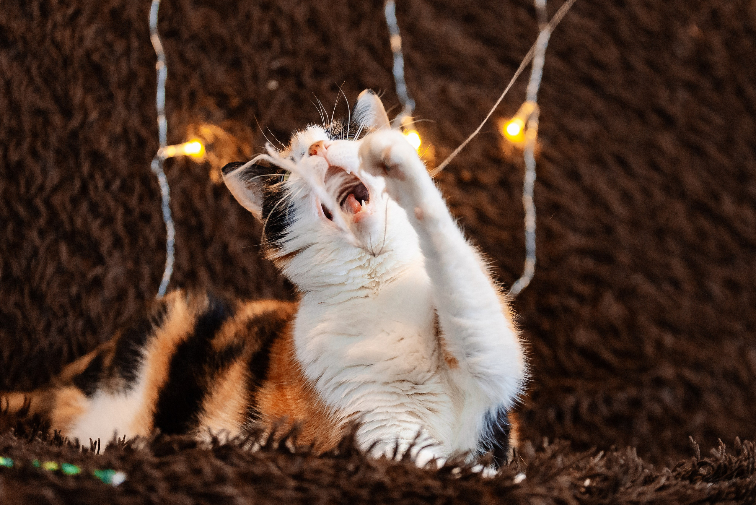 Светлана, Альфа и кошки ✨. Фотограф-анималист Анастасия Парфенова|Екатеринбург