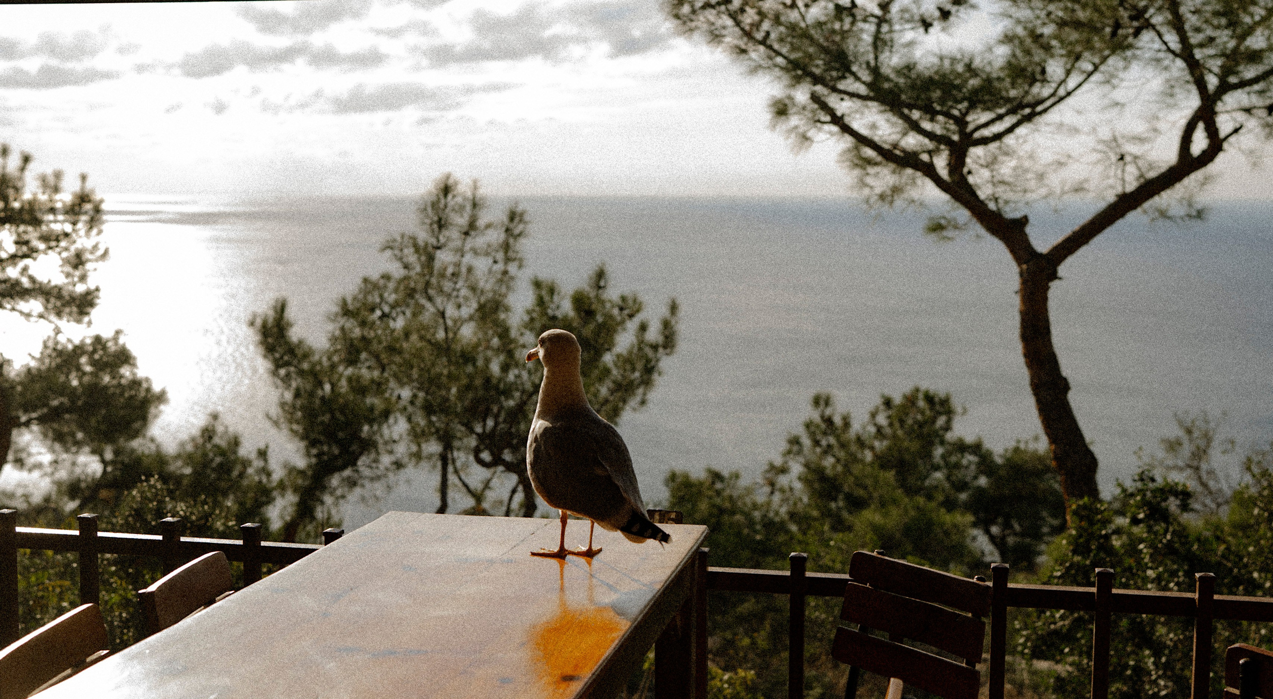СТАМБУЛ. Стрит-фотография, полная абсурда, идиотизма и красоты