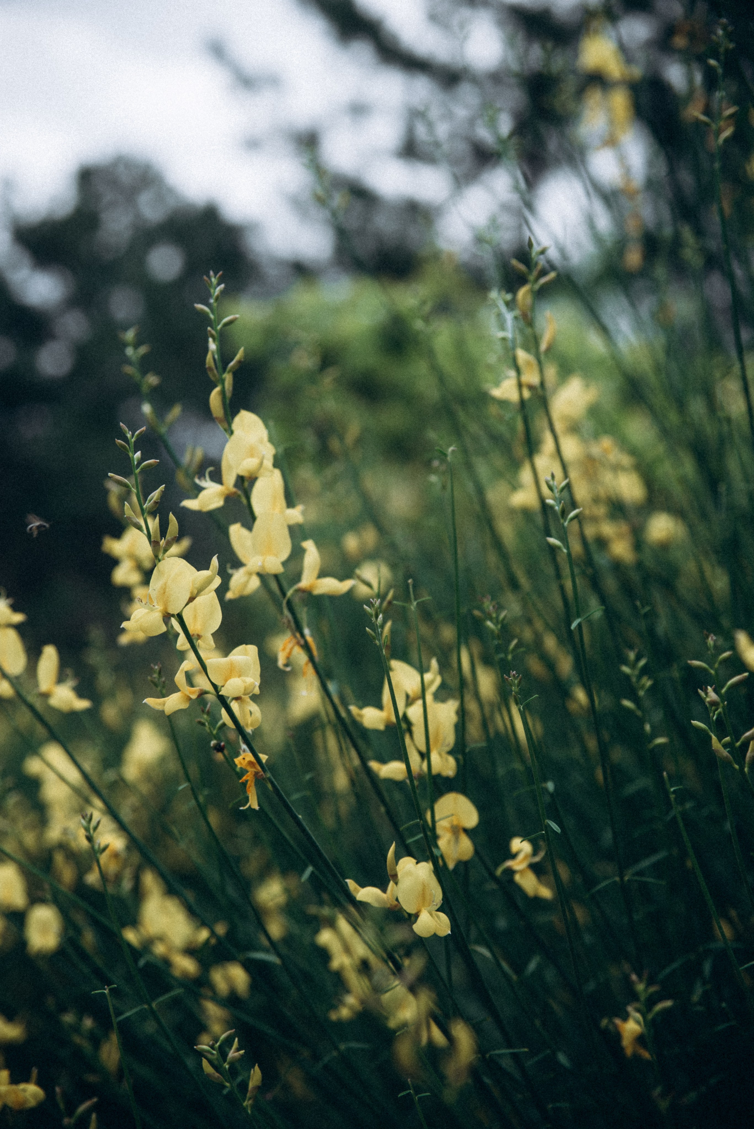 Медвежий приют, Мамкода, Грузия 🇬🇪 «Honey Trip». Anita_photo